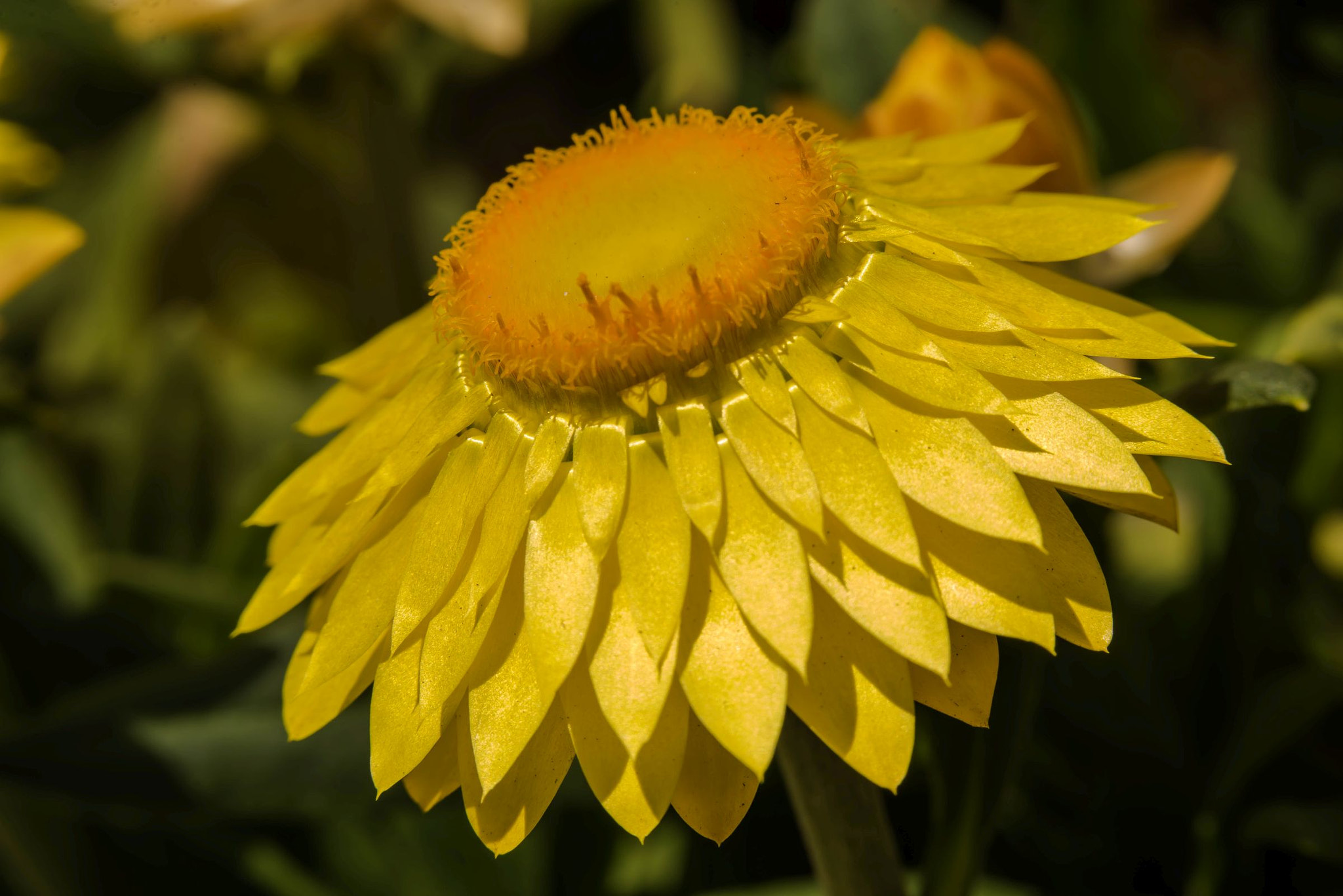 Sony a7R + Sony FE 90mm F2.8 Macro G OSS sample photo. Let the sun shine again photography