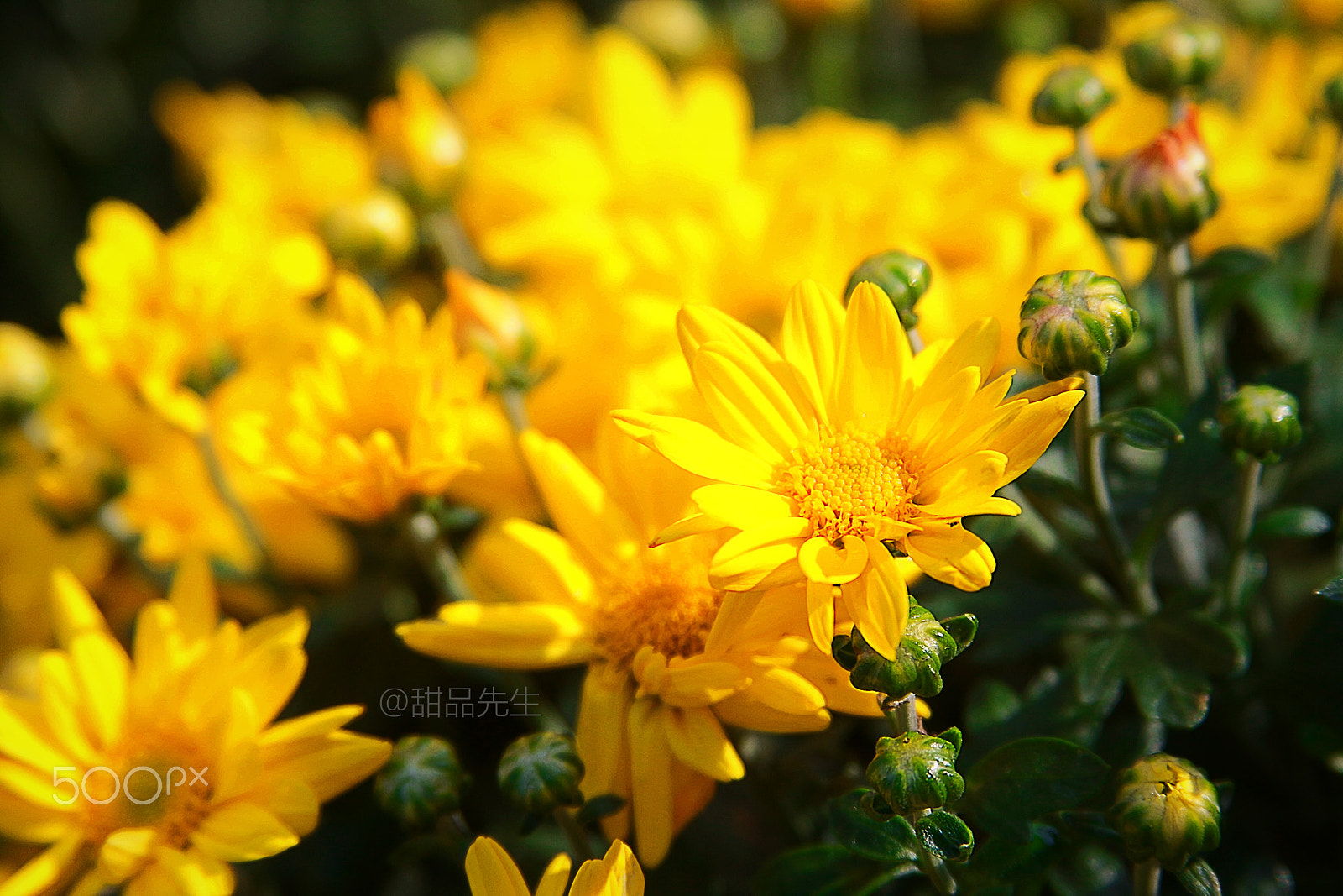 Canon EF 28-135mm F3.5-5.6 IS USM sample photo. 286312218332831865.jpg photography