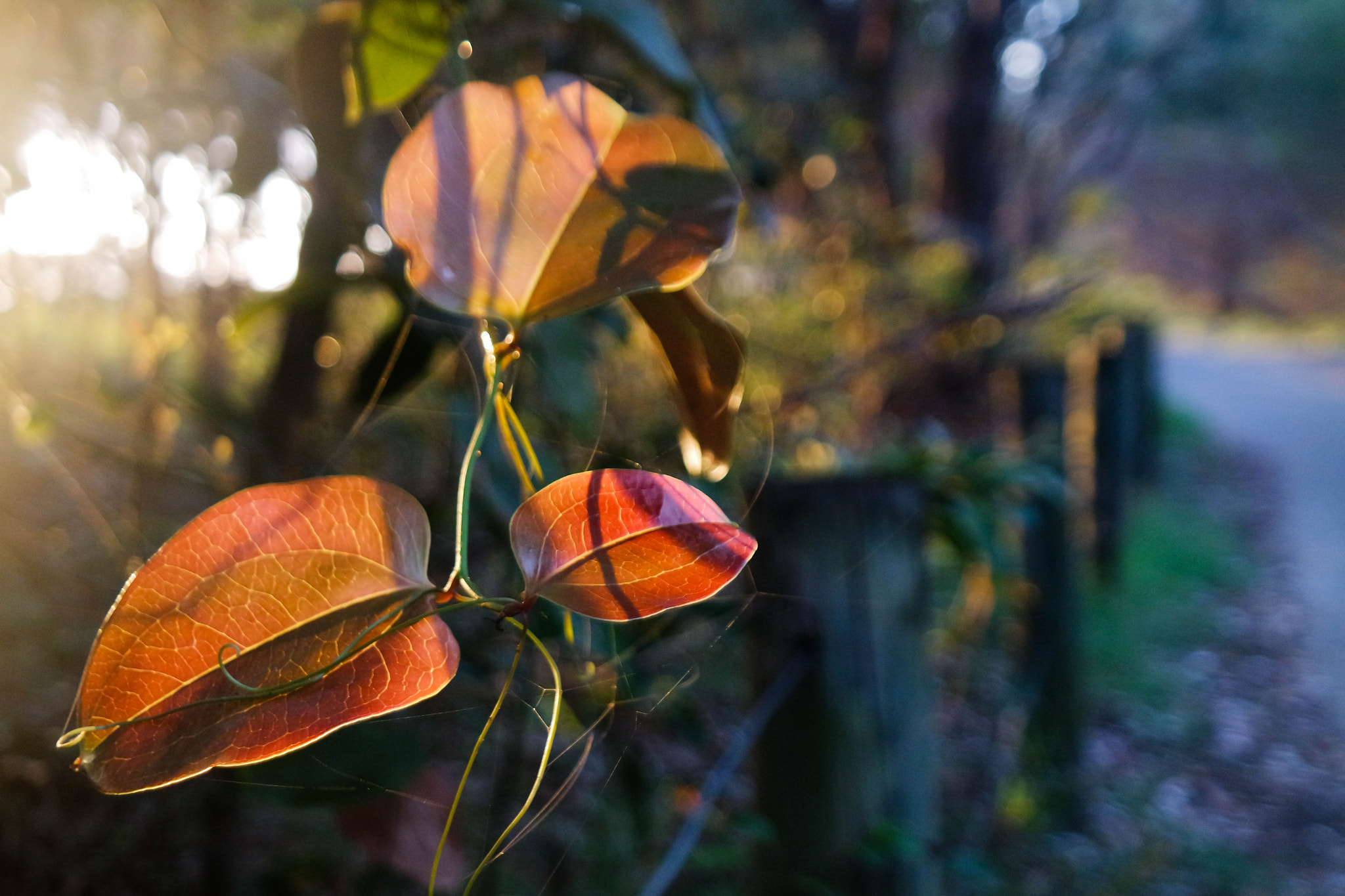 Samsung NX3300 + NX 18-55mm F3.5-5.6 sample photo. Path photography