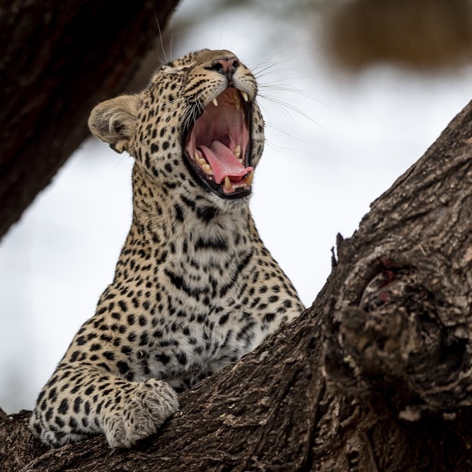 Nikon AF-S Nikkor 600mm F4E FL ED VR sample photo
