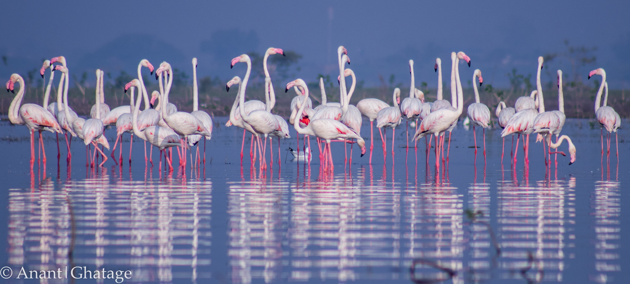 EF75-300mm f/4-5.6 sample photo. Go flamingos... photography