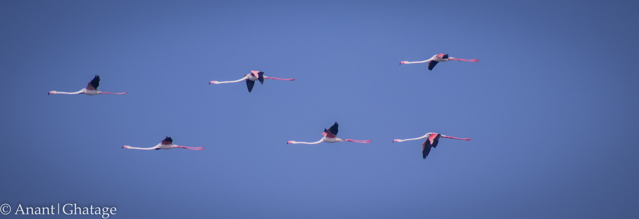 Canon EOS 80D sample photo. Flamingo air show... photography