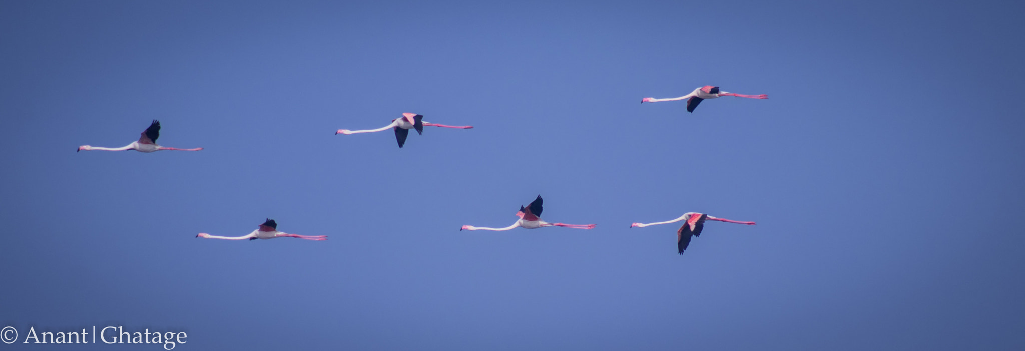 EF75-300mm f/4-5.6 sample photo. Flamingo air show... photography