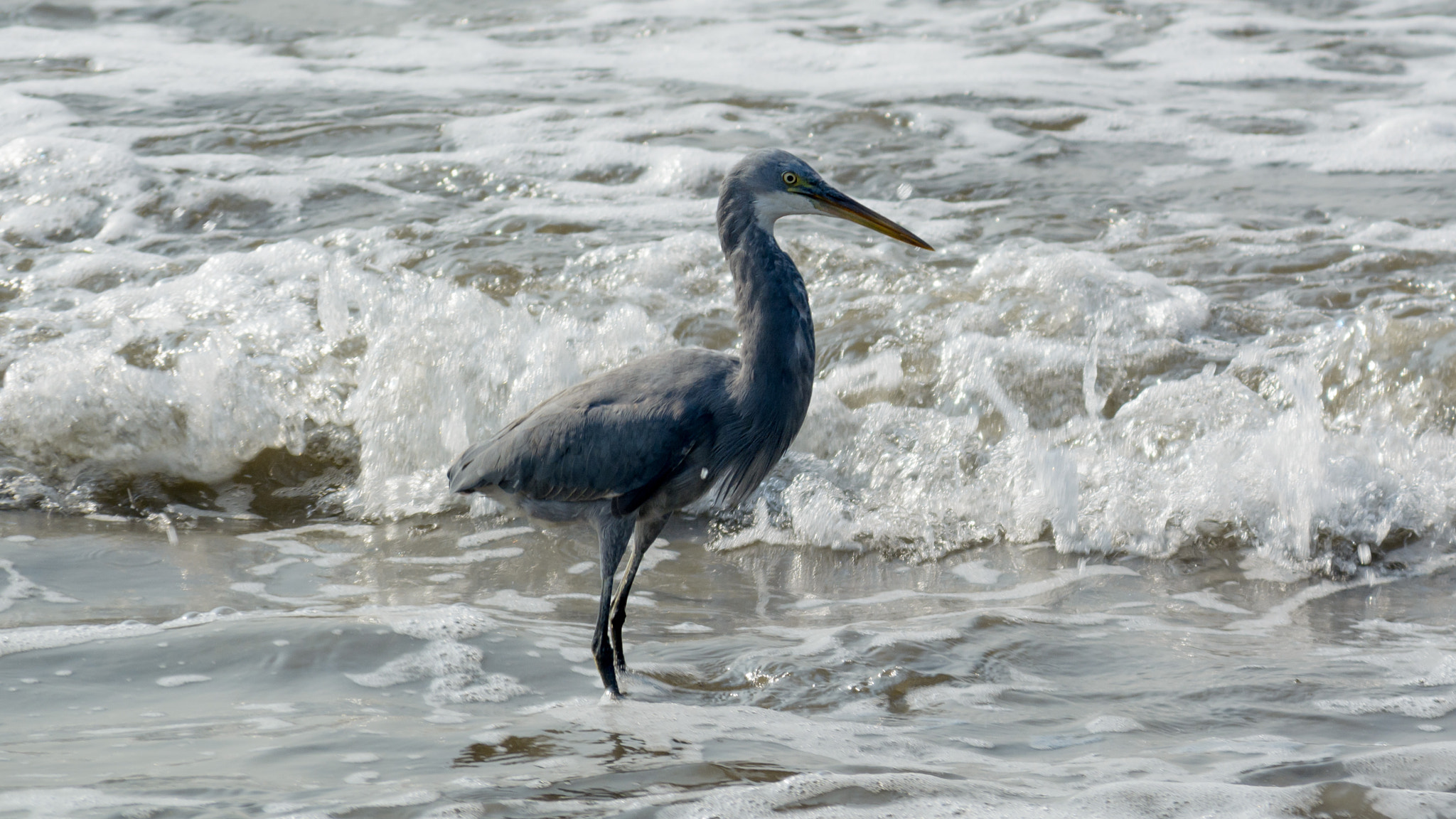Sigma 28-300mm F3.5-6.3 DG Macro sample photo. Reef heron photography