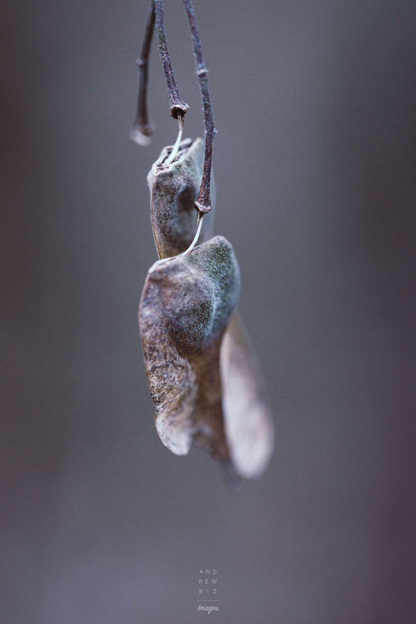 Tamron 18-270mm F3.5-6.3 Di II PZD sample photo. Last seed photography