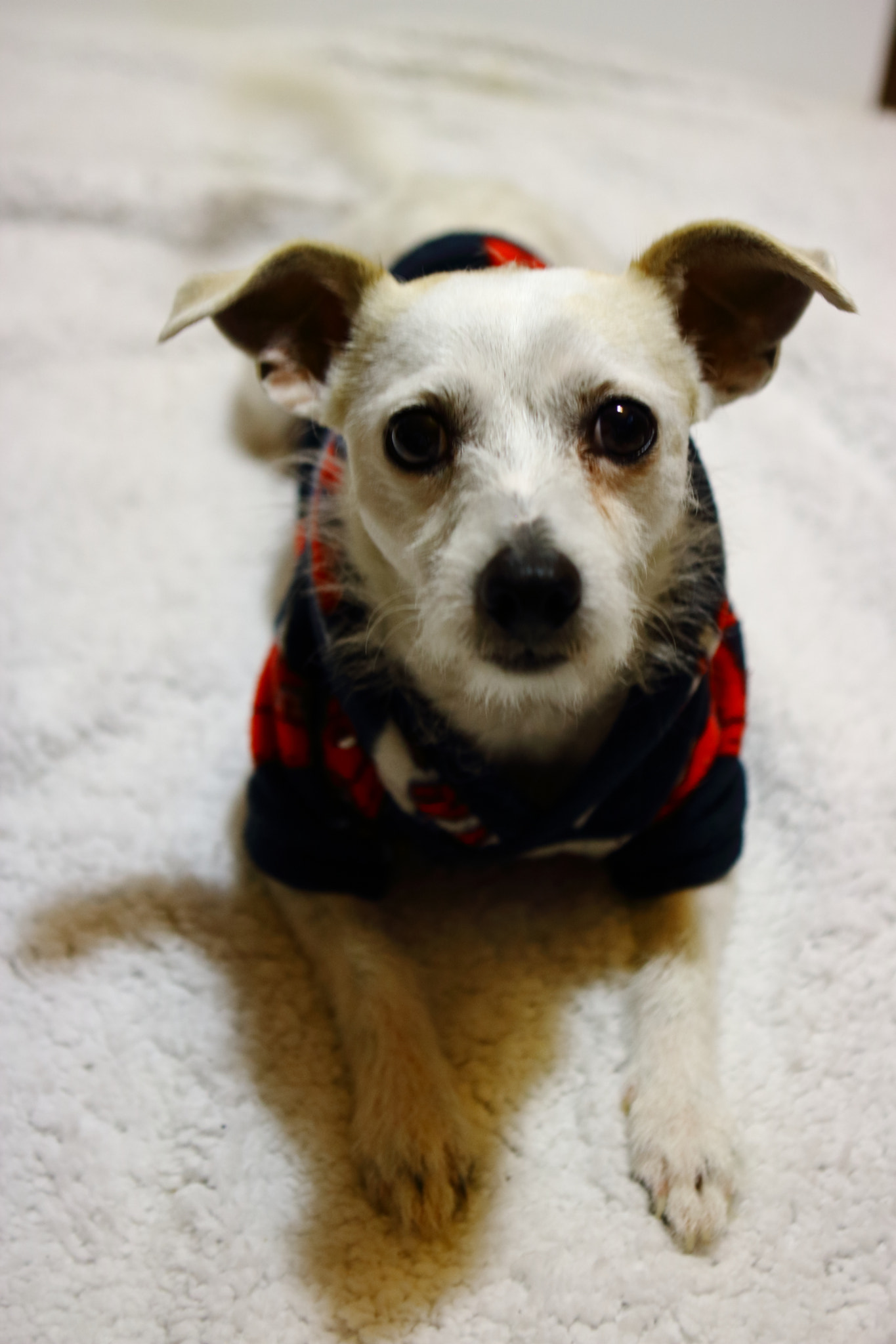 Canon EOS 750D (EOS Rebel T6i / EOS Kiss X8i) sample photo. White kygo photography
