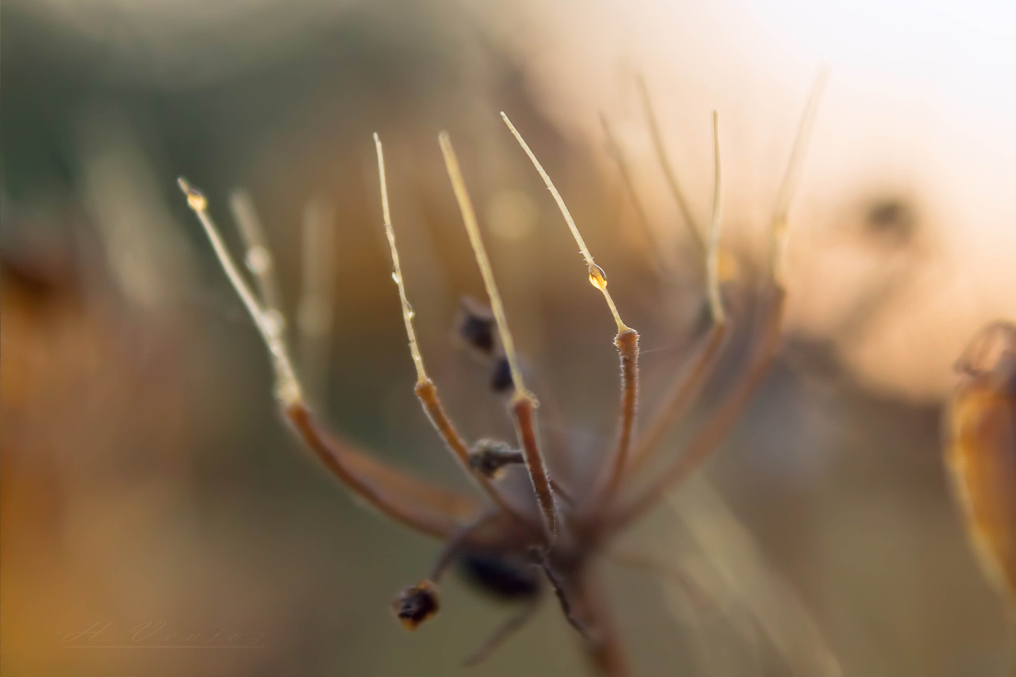 Canon EF-S 18-55mm F3.5-5.6 IS sample photo. Un matin d ete photography