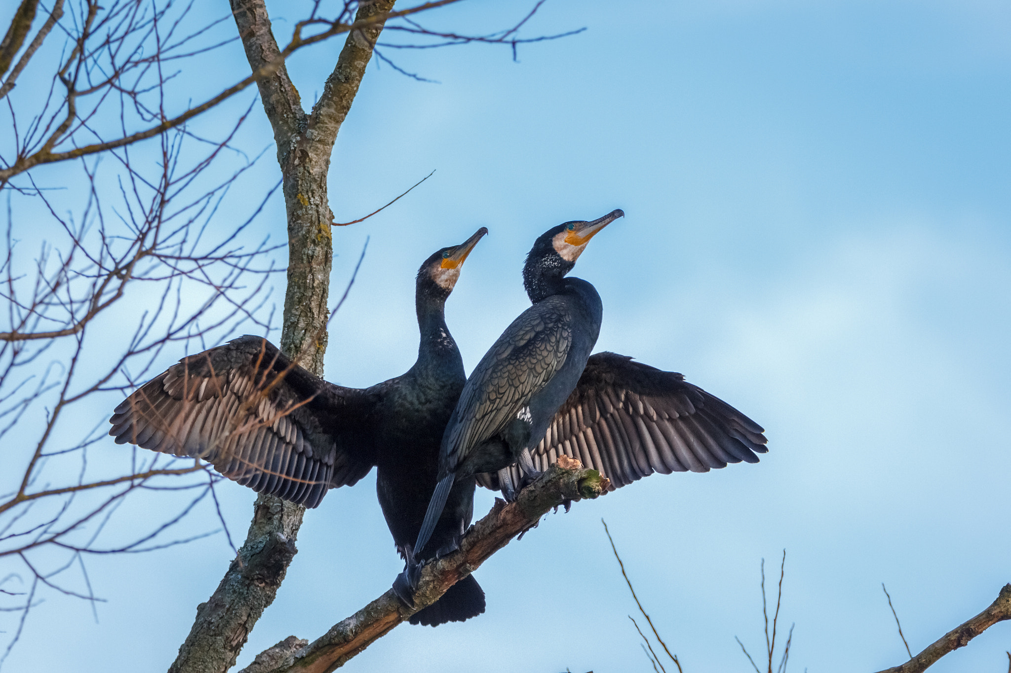 Tamron SP 150-600mm F5-6.3 Di VC USD sample photo. The cormorants photography