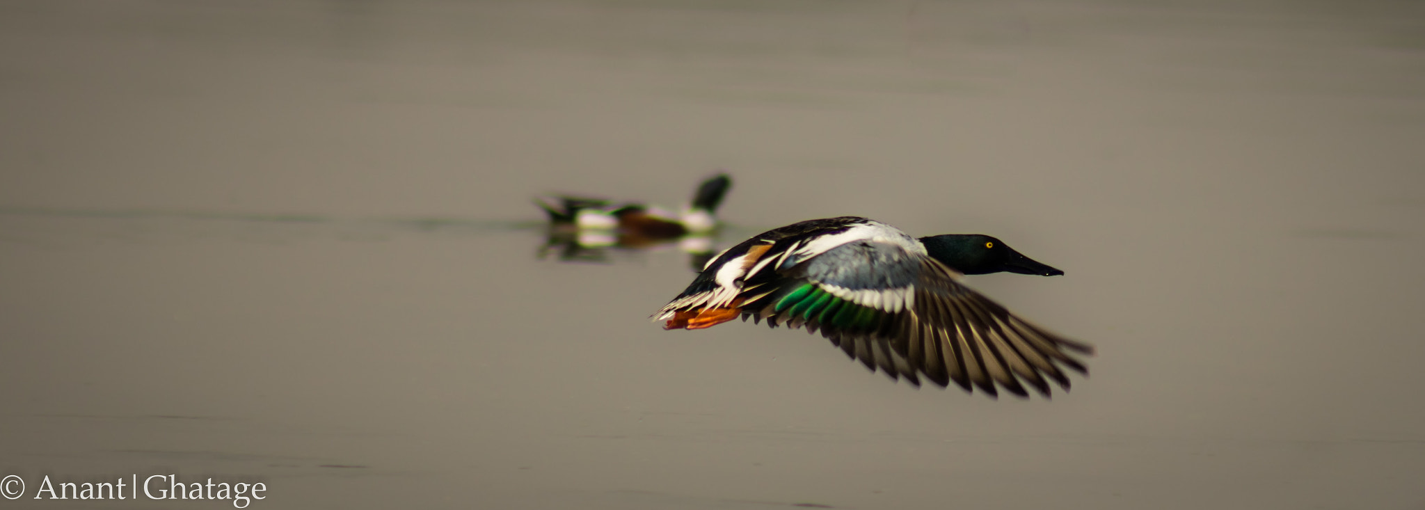 EF75-300mm f/4-5.6 sample photo. Flying duck! photography