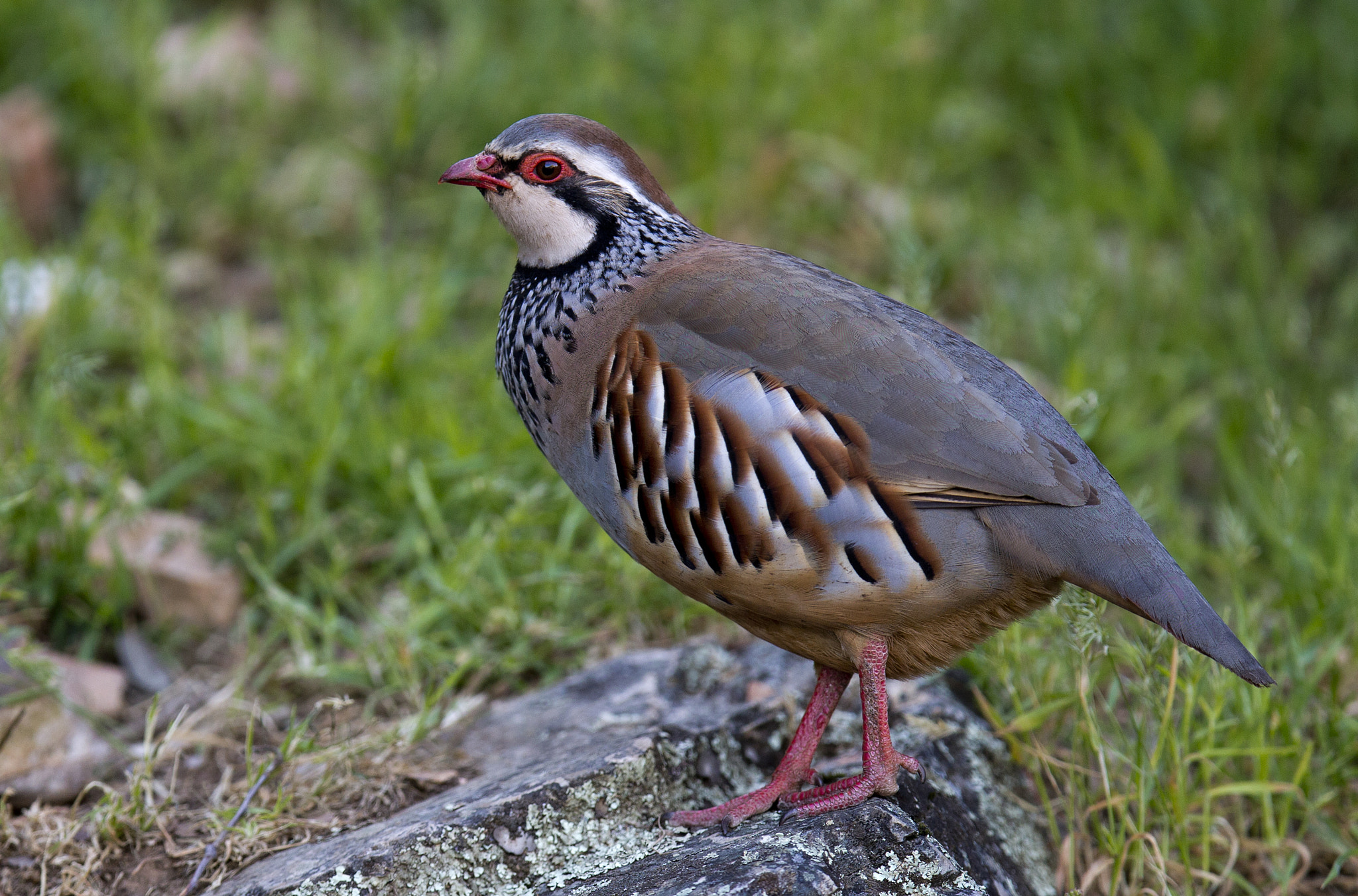Canon EF 400mm F2.8L IS II USM sample photo. Alectoris rufa/red legged partridge photography
