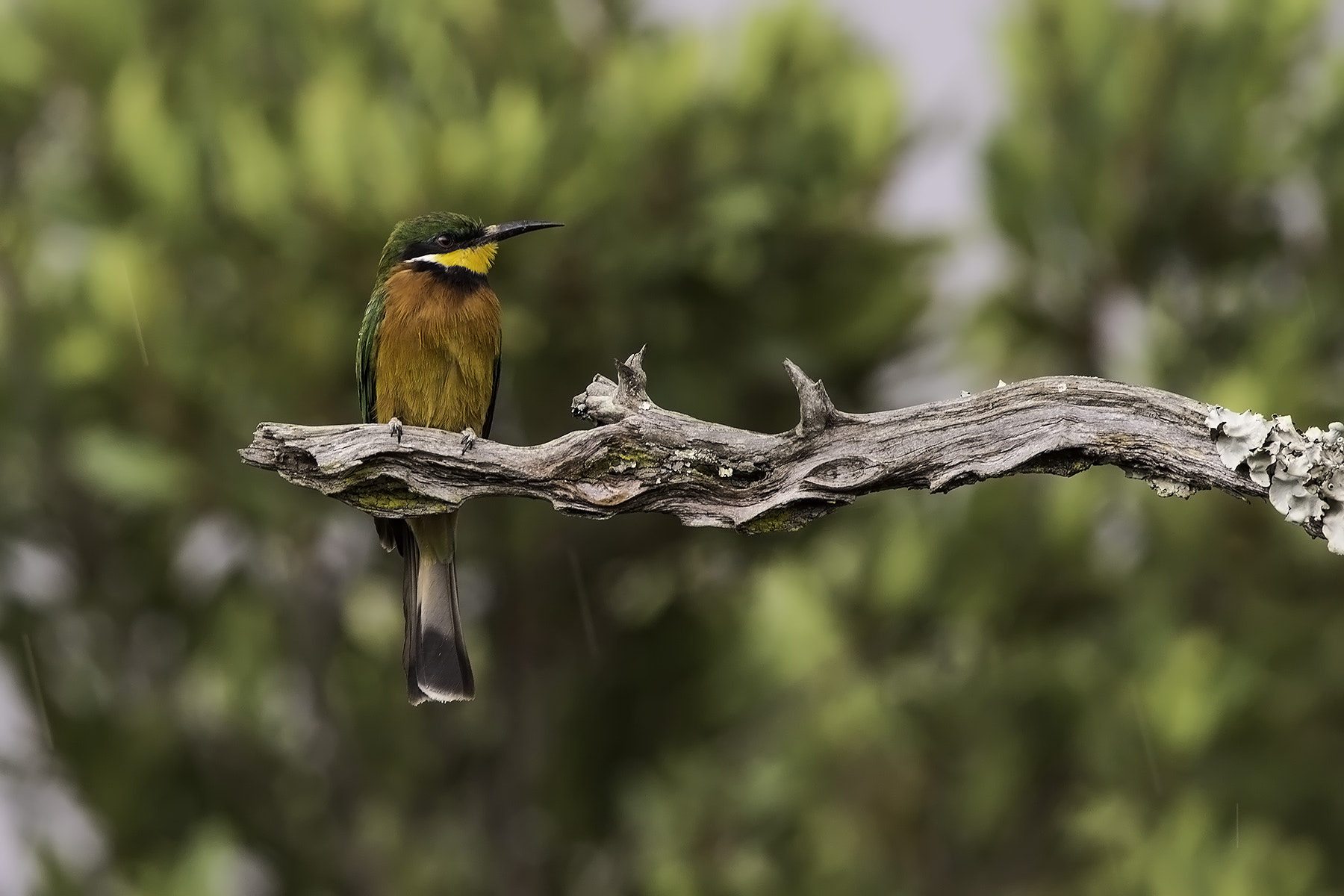 Canon EF 600mm F4L IS II USM sample photo. Little bee-eater photography