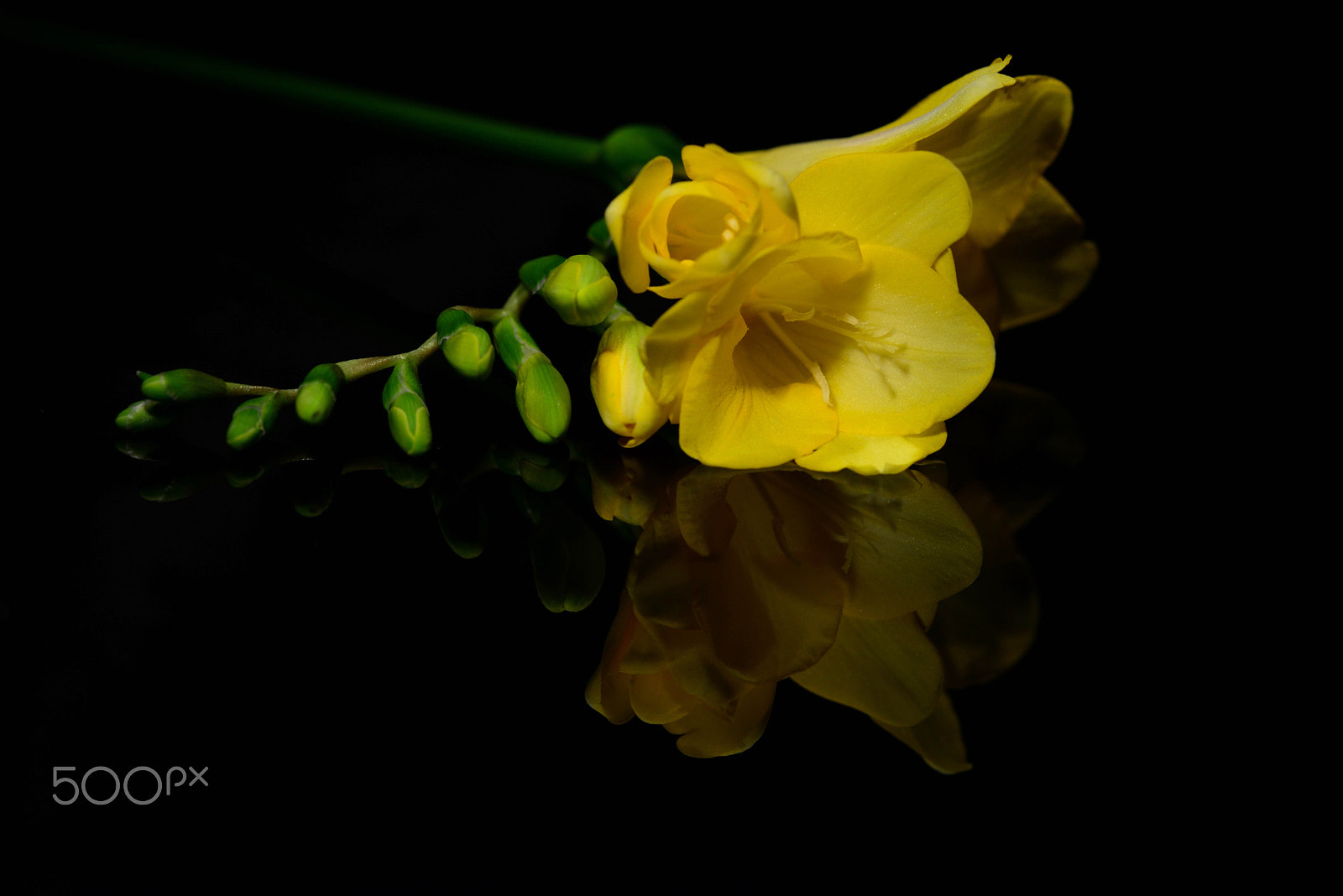 Sigma 150mm F2.8 EX DG OS Macro HSM sample photo. Fresie photography