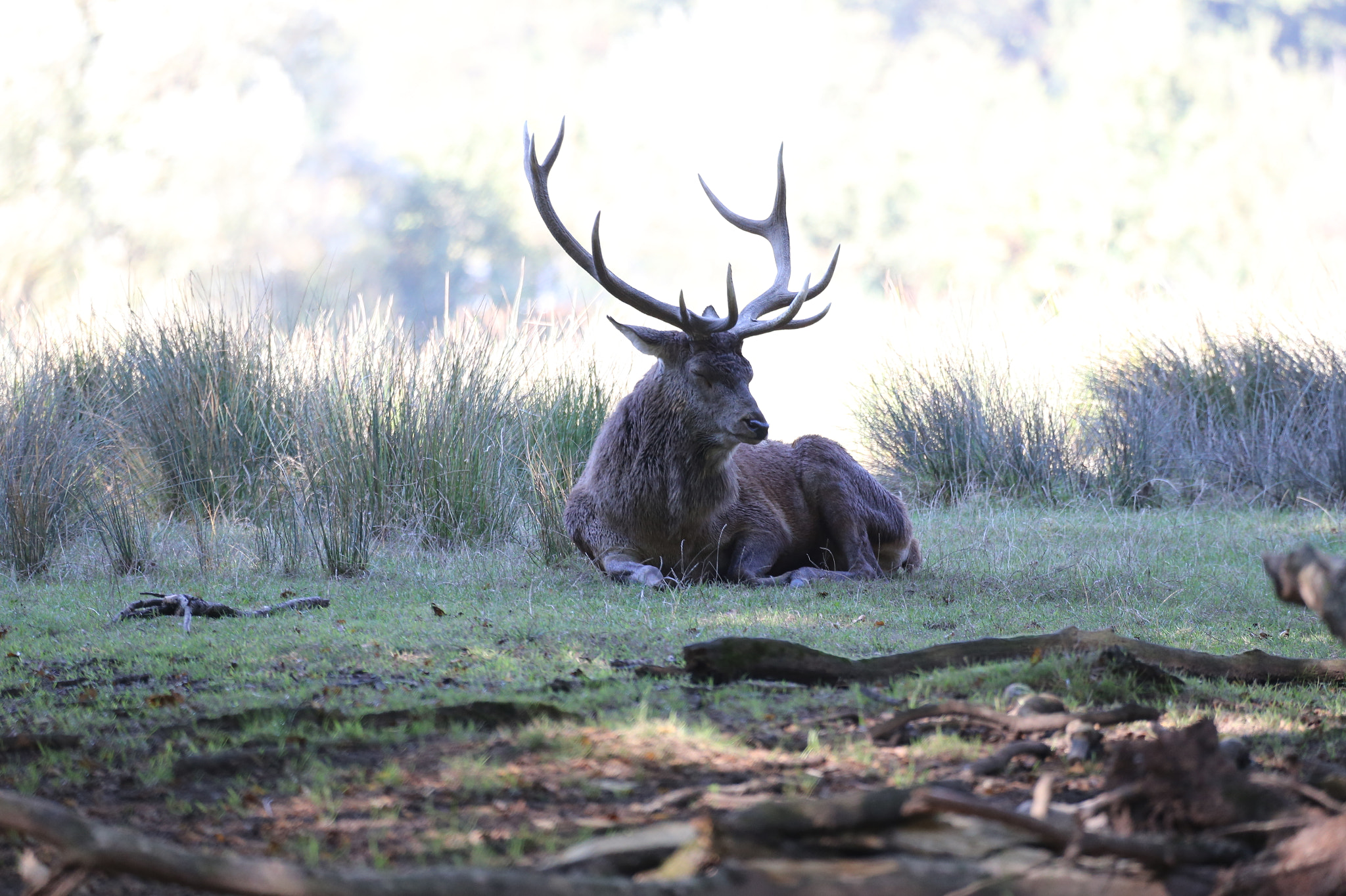 Canon EF 100-400mm F4.5-5.6L IS USM sample photo. Le repos du cerf photography