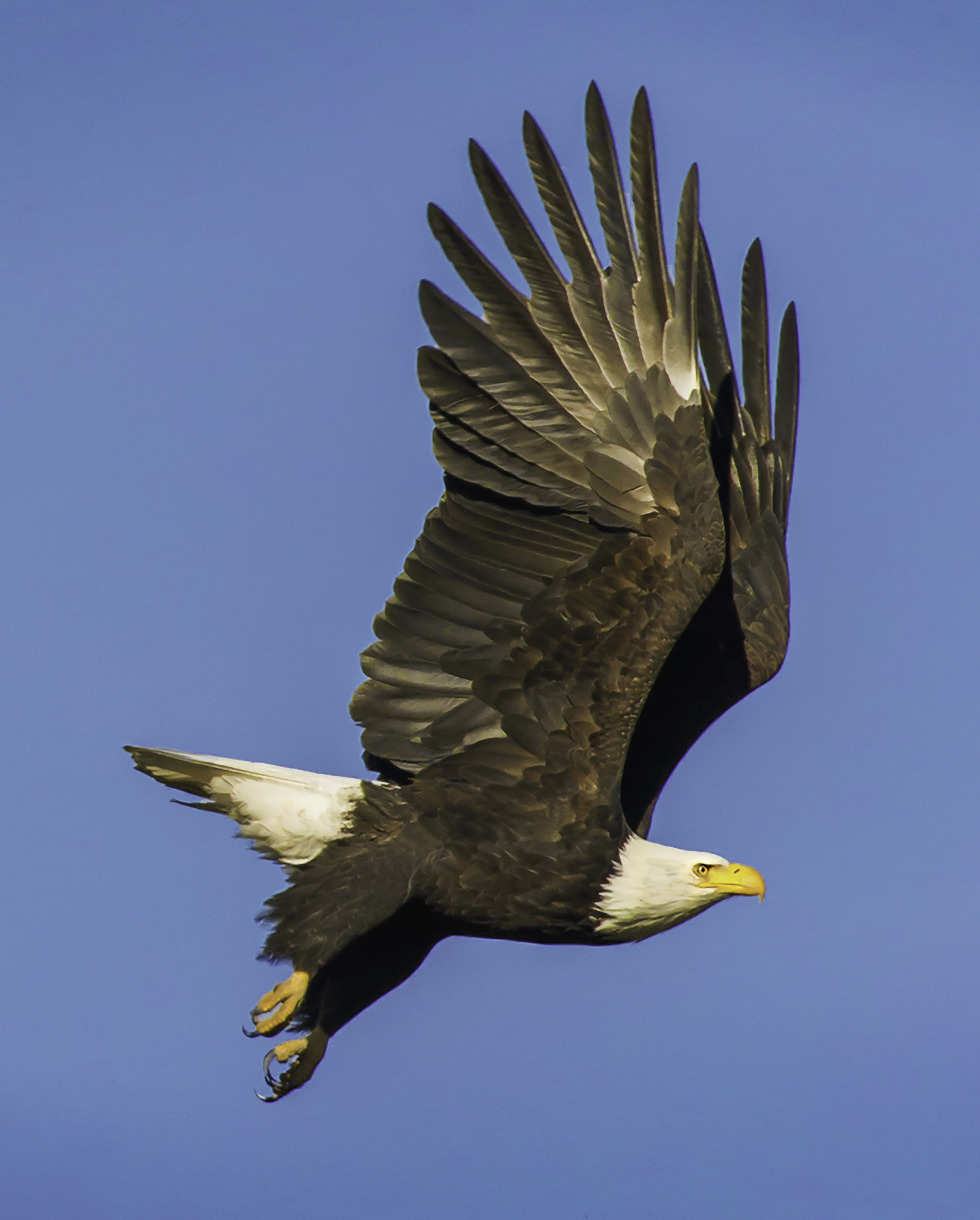 Nikon D800E + Nikon AF-S Nikkor 300mm F4D ED-IF sample photo. Bald eagle in flight photography