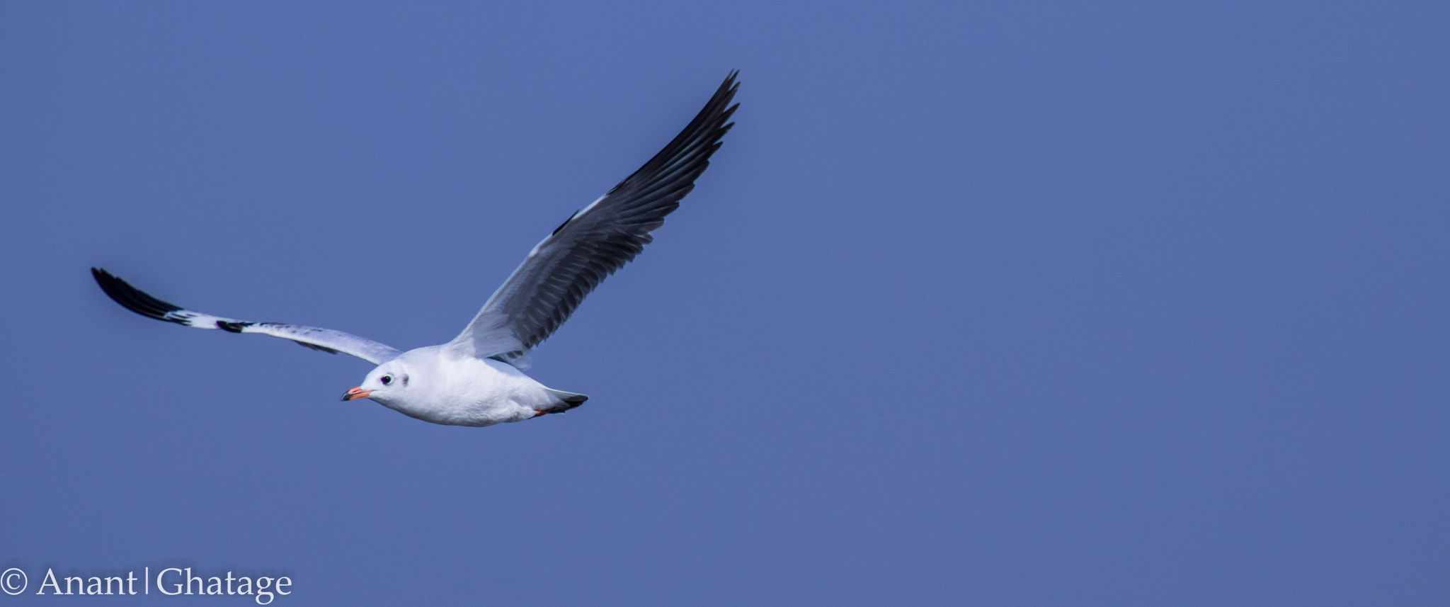 EF75-300mm f/4-5.6 sample photo. Lesser black-backed gull photography