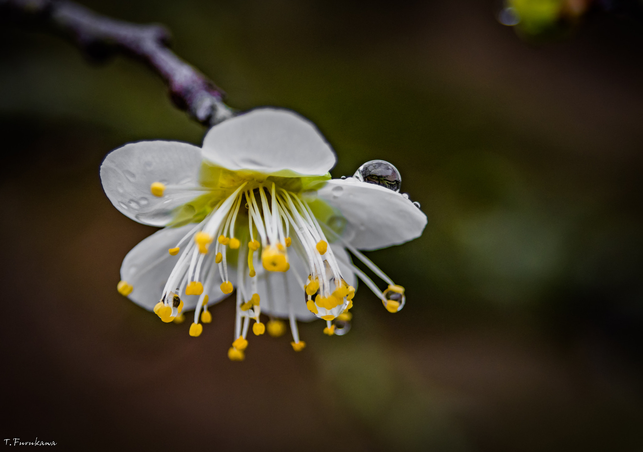 Pentax K-S2 + smc PENTAX-F 35-80mm F4-5.6 sample photo. Plum blossom photography