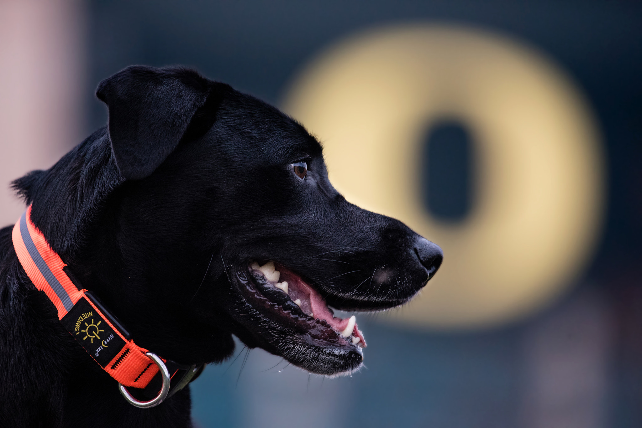 Nikon Nikkor AF-S 300mm F4E PF ED VR sample photo. Labrador photography