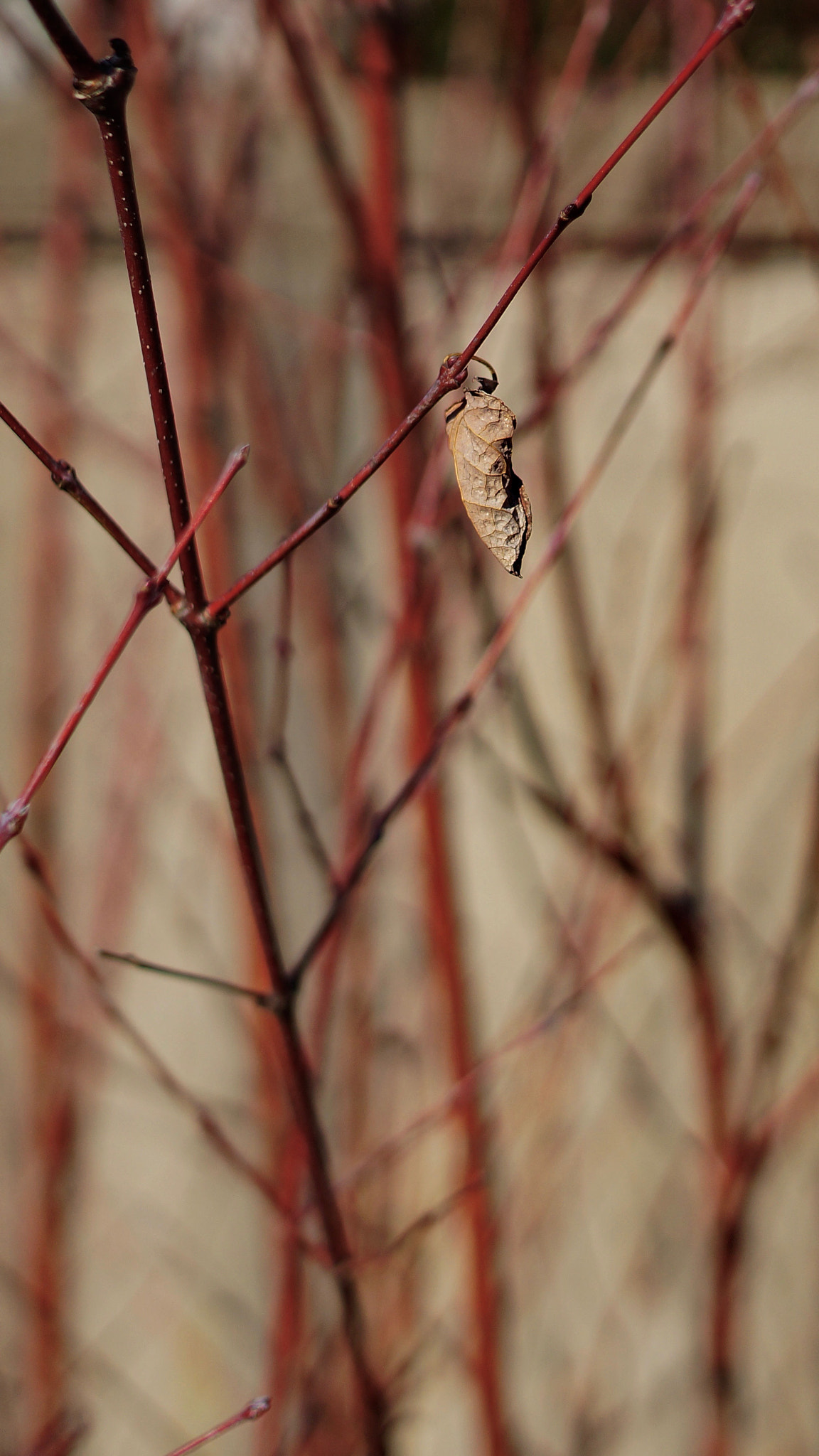 Sony Alpha NEX-7 + Sony Sonnar T* E 24mm F1.8 ZA sample photo. Holding on photography