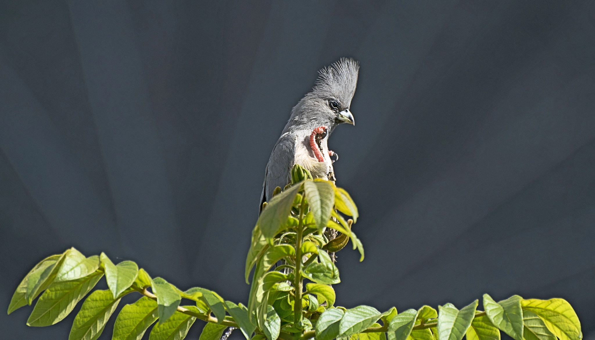 Nikon D3300 + Nikon AF-S Nikkor 70-300mm F4.5-5.6G VR sample photo. Go-away-bird photography