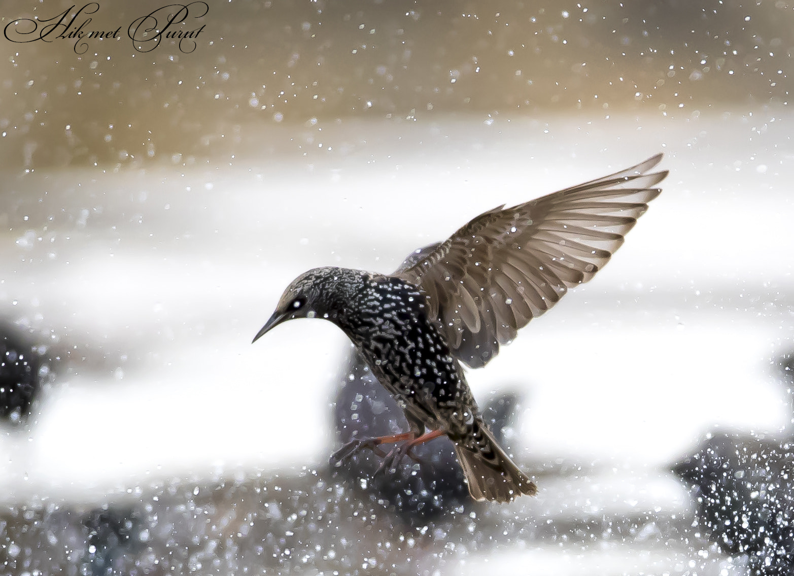 Canon EF 600mm f/4L IS sample photo