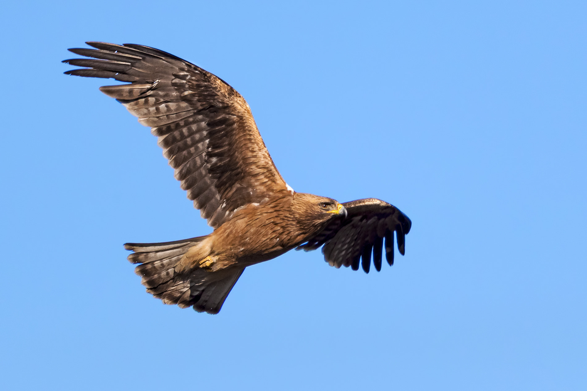 Canon EOS-1D X Mark II + Canon EF 500mm F4L IS II USM sample photo. Booted eagle photography