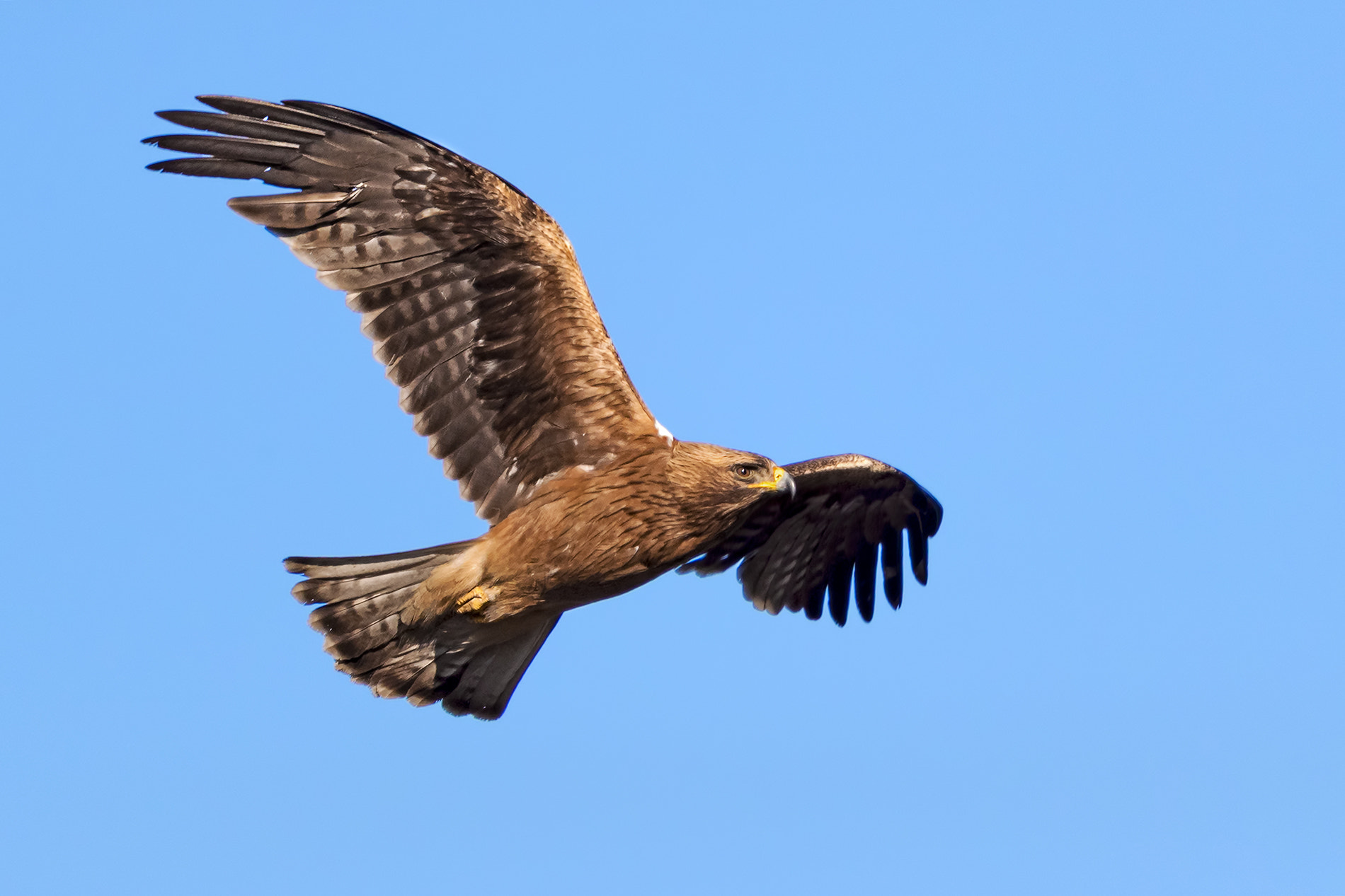 Canon EF 500mm F4L IS II USM sample photo. Booted eagle photography