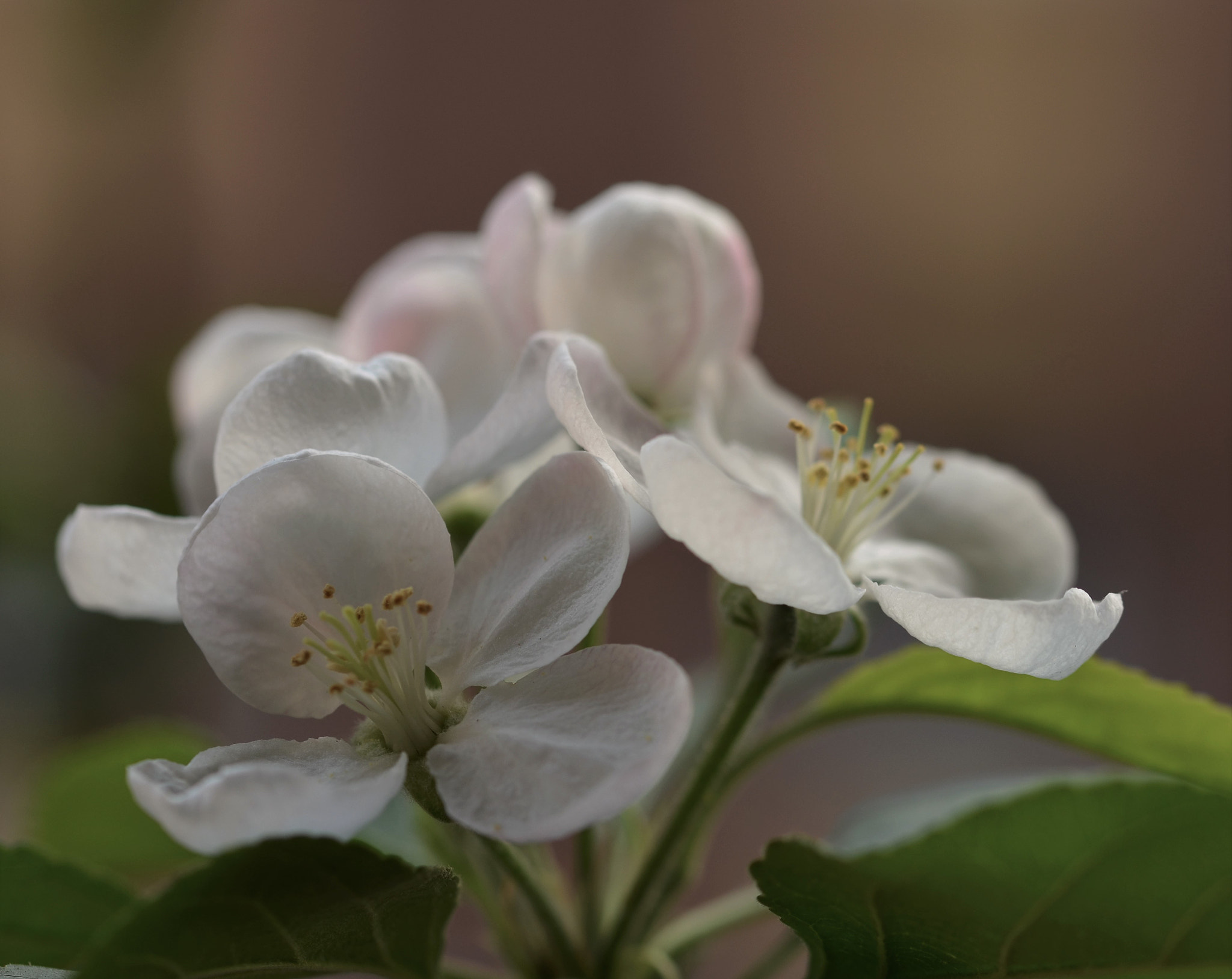 Sigma 105mm F2.8 EX DG OS HSM sample photo. Flowers photography