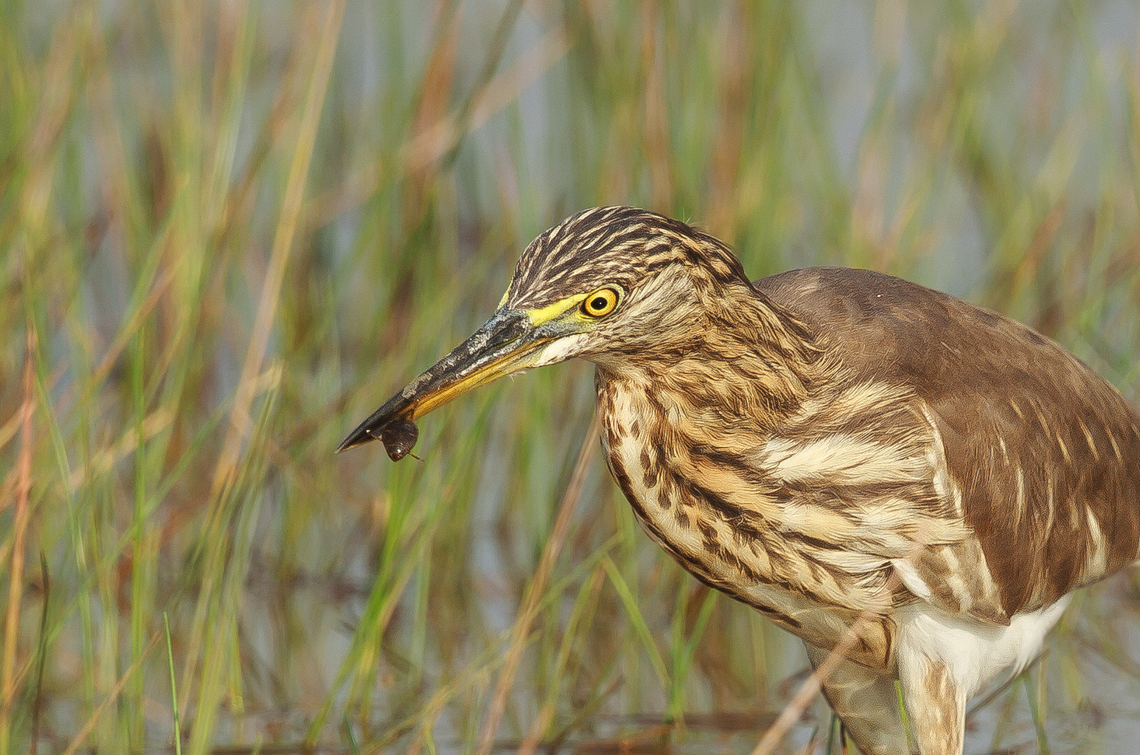 Canon EOS-1D Mark IV + Canon EF 500mm F4L IS II USM sample photo. Indian pond heron with a water beetle catch photography