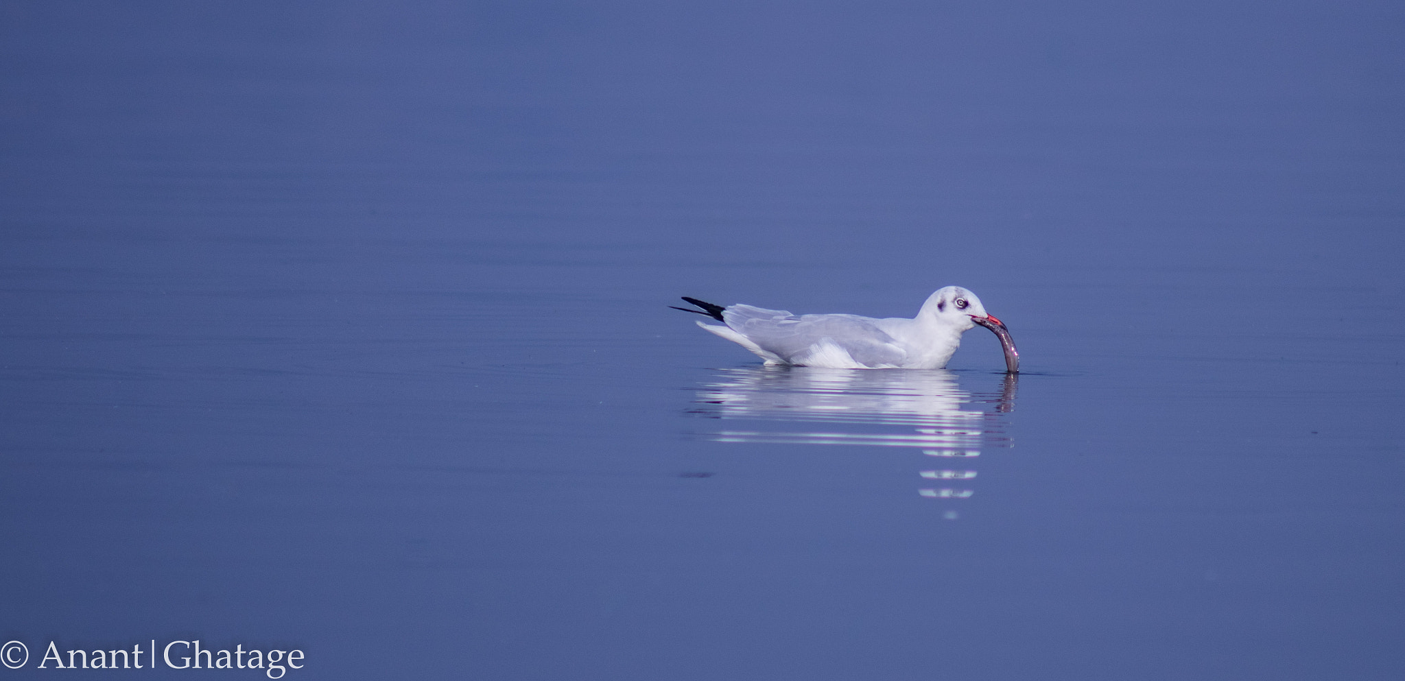 EF75-300mm f/4-5.6 sample photo. Hmm yummy! photography