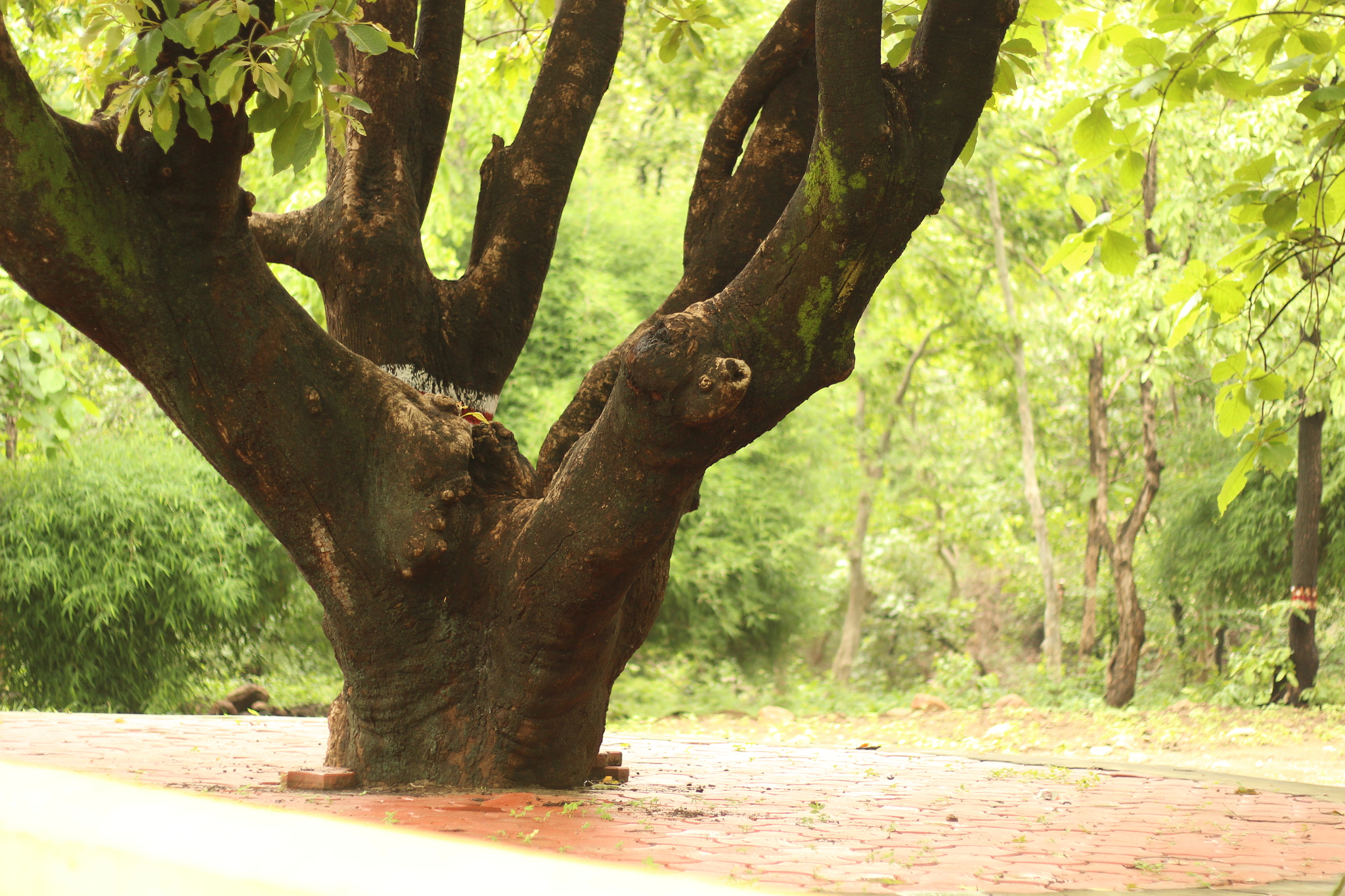 Canon EF 22-55mm f/4-5.6 USM sample photo. Branches of life..! photography