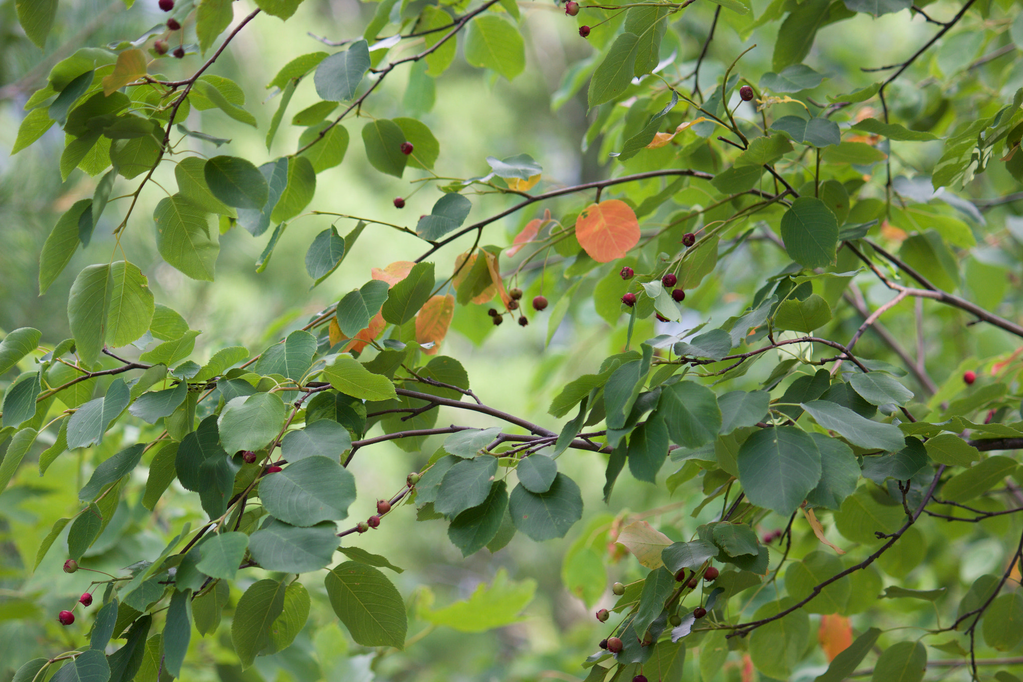 Canon EF-S 55-250mm F4-5.6 IS sample photo. The beauty of simple nature photography