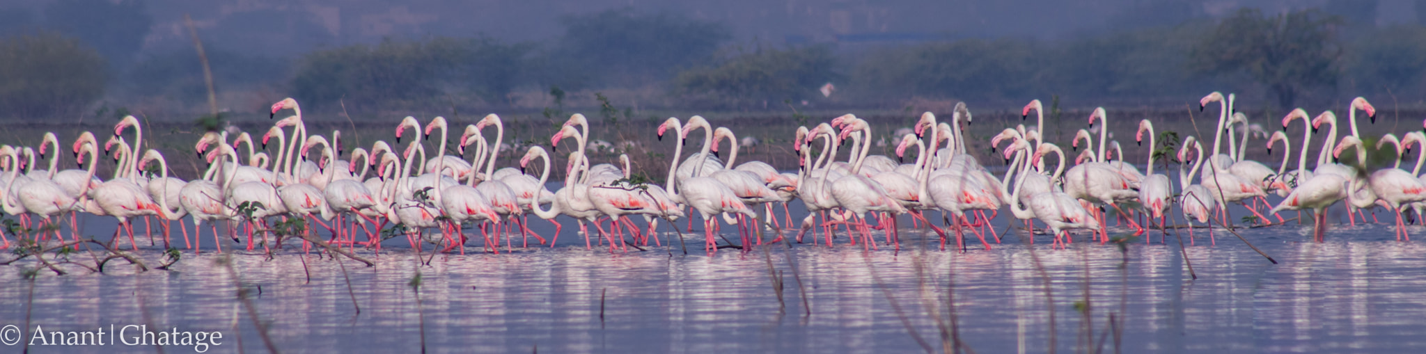 EF75-300mm f/4-5.6 sample photo. Flamingo army photography
