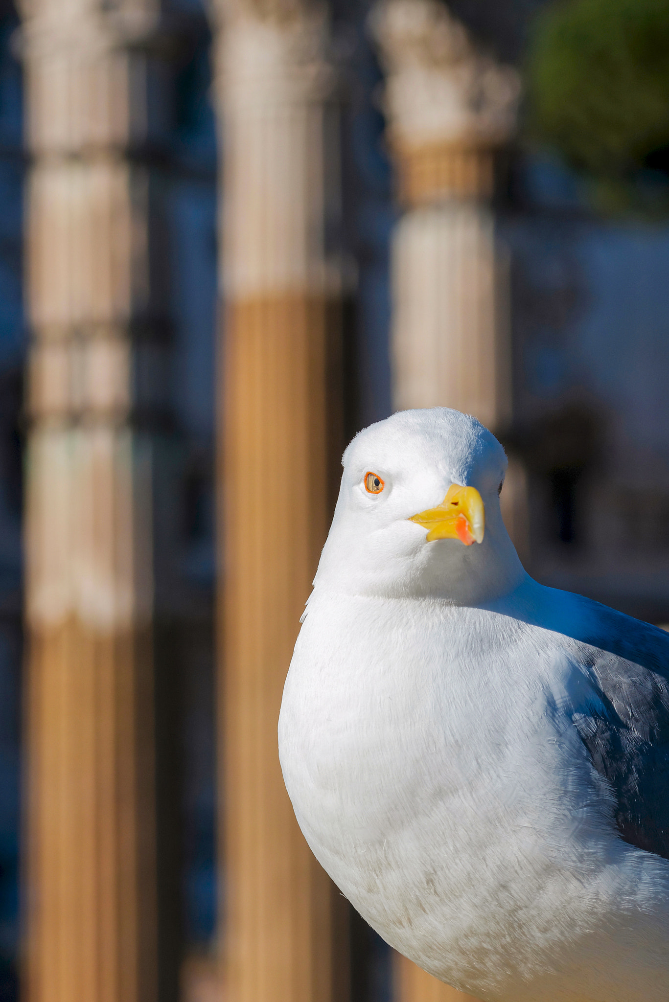 Sigma 105mm F2.8 EX DG OS HSM sample photo. European herring gull photography