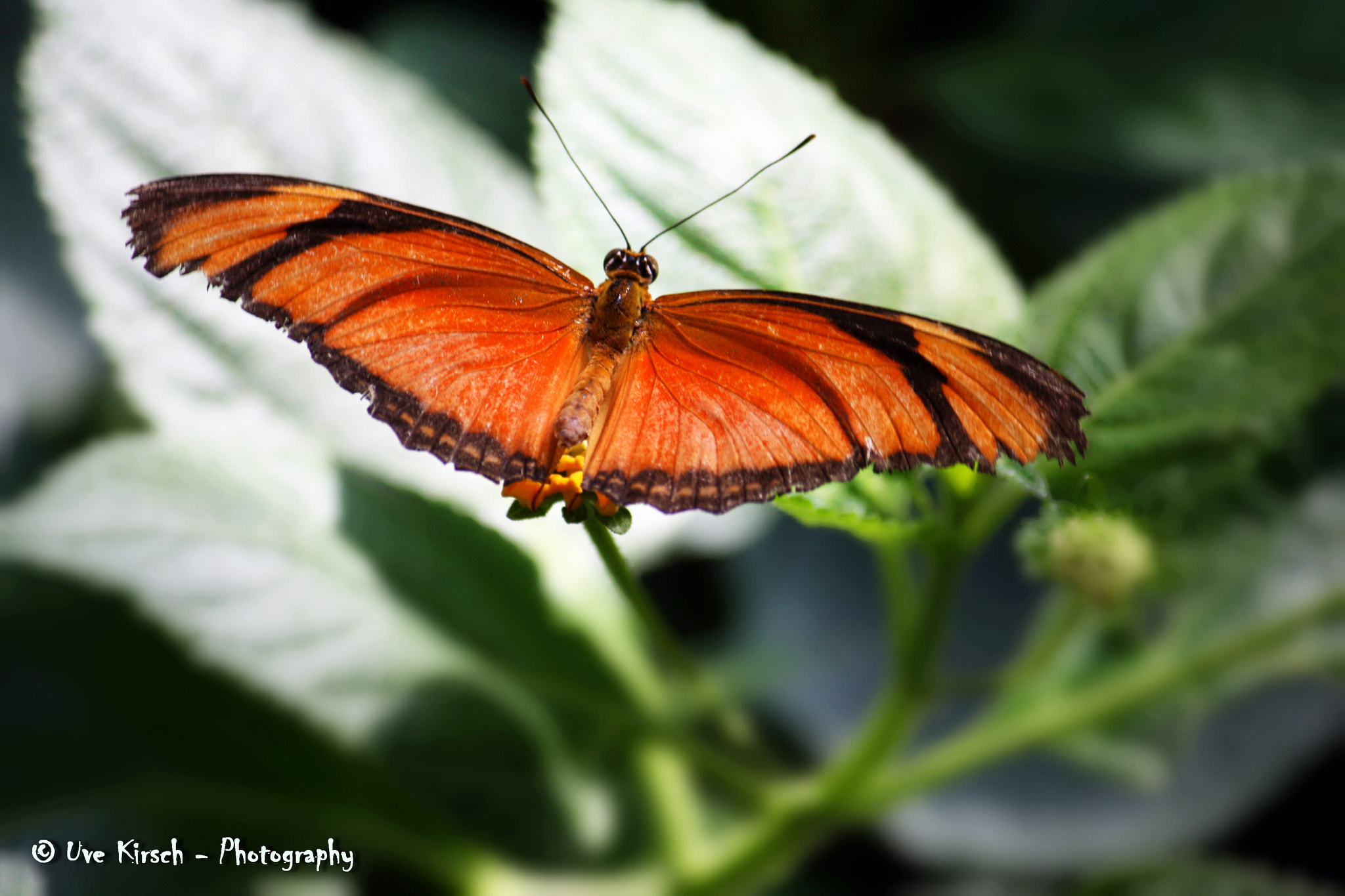 Canon EF-S 55-250mm F4-5.6 IS sample photo. Julia butterfly photography