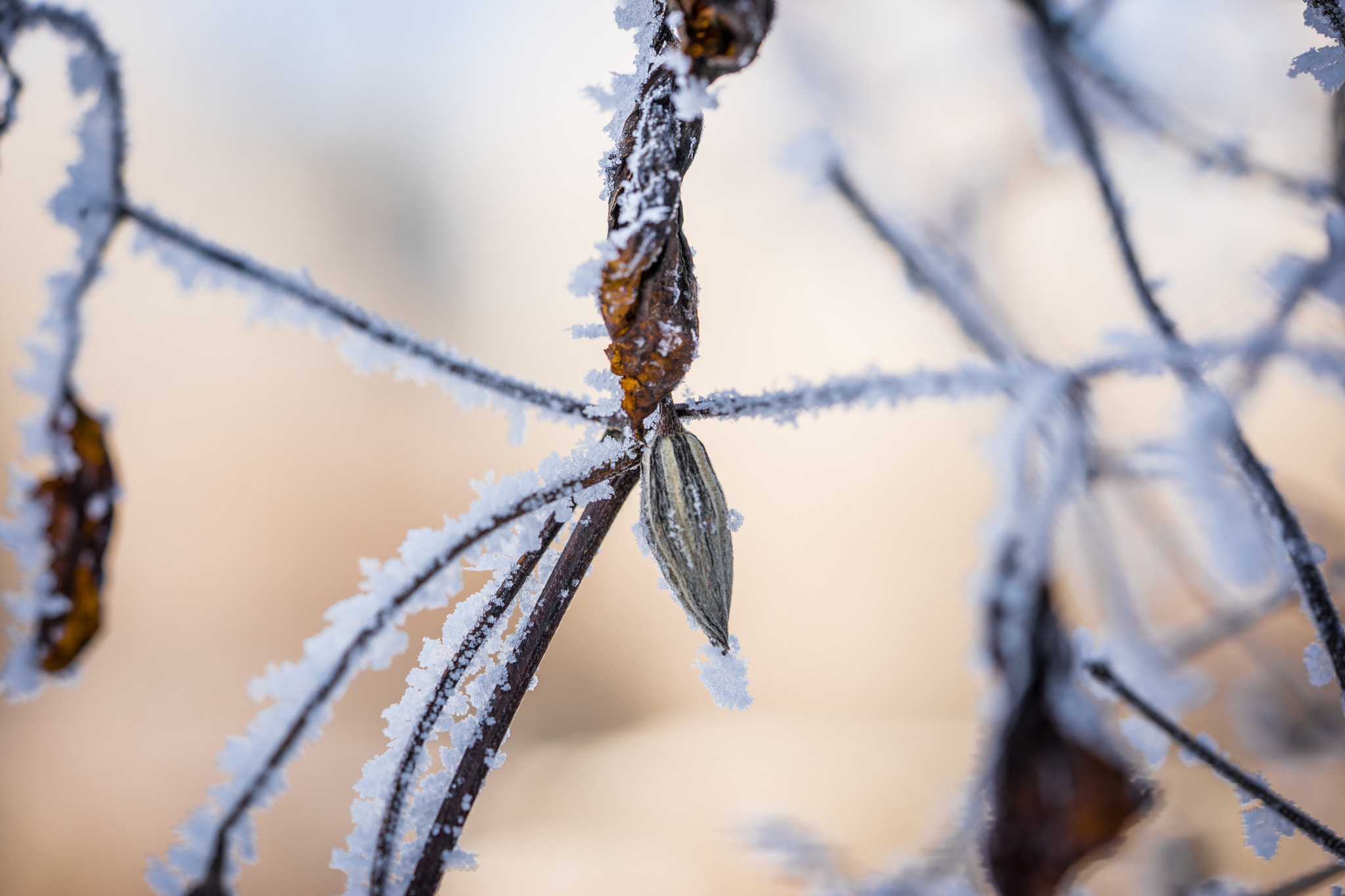 Sony a7 + Sony FE 90mm F2.8 Macro G OSS sample photo. Winter motiv 15 photography