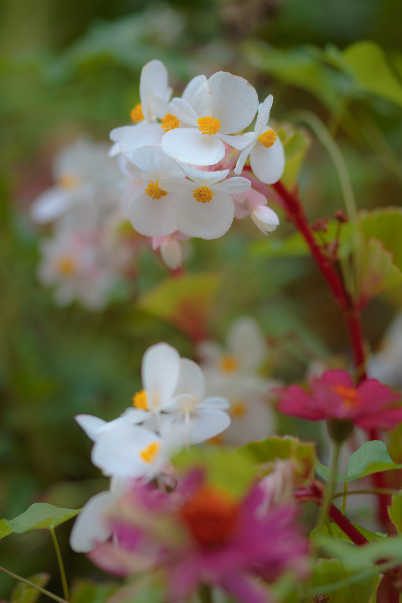 Sigma 105mm F2.8 EX DG OS HSM sample photo. Nature  photography