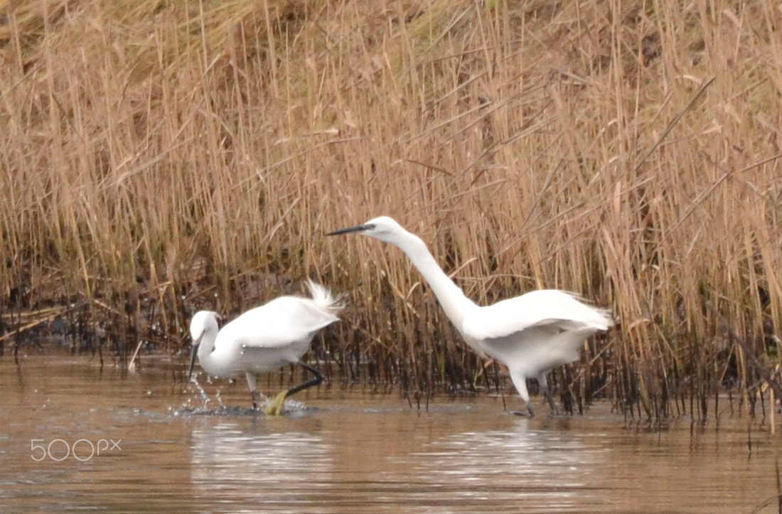 Nikon D3100 + Sigma 150-600mm F5-6.3 DG OS HSM | S sample photo. Little egret, egretta garzetta photography