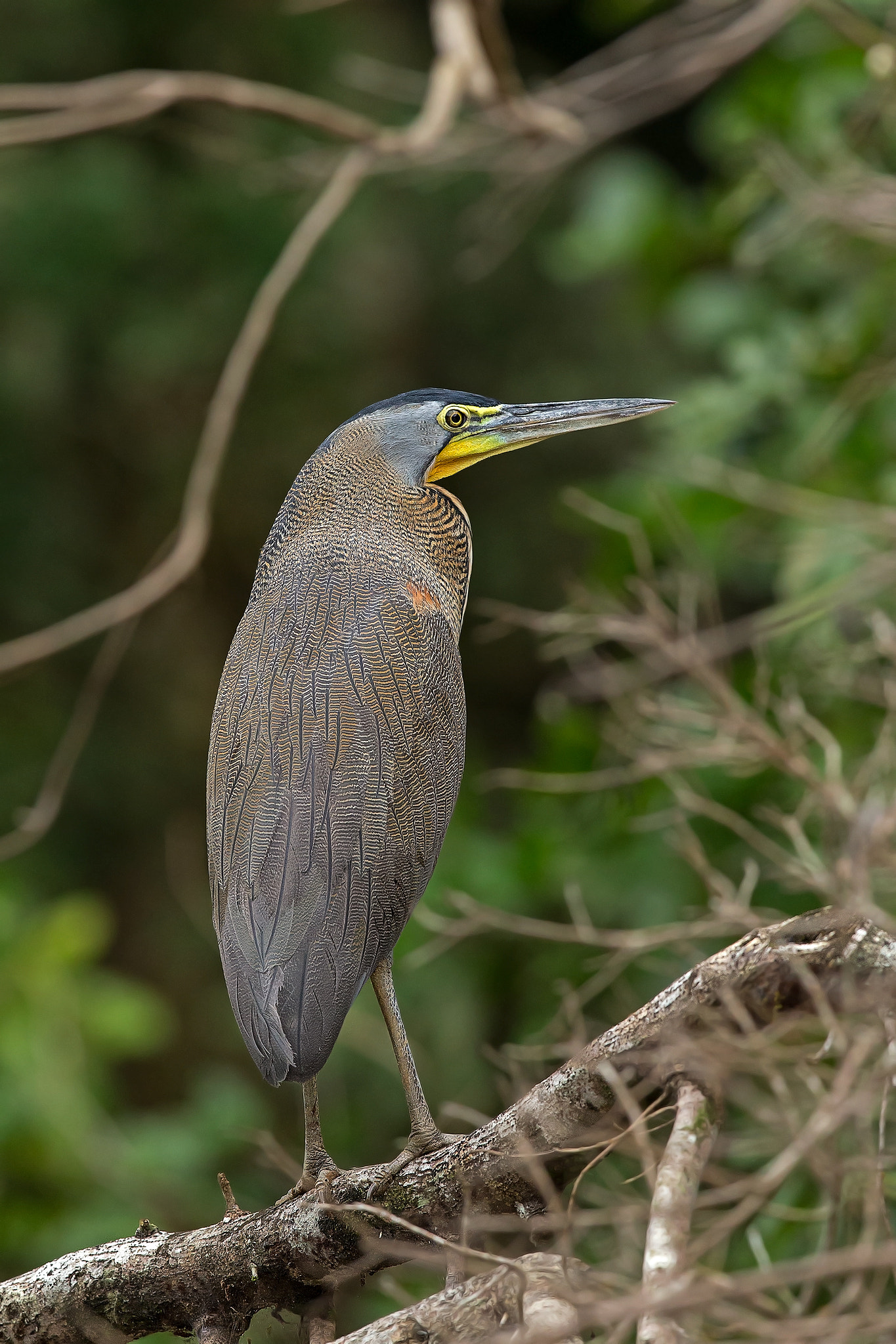 Canon EOS-1D X + Canon EF 600mm F4L IS II USM sample photo. Tiger heron photography