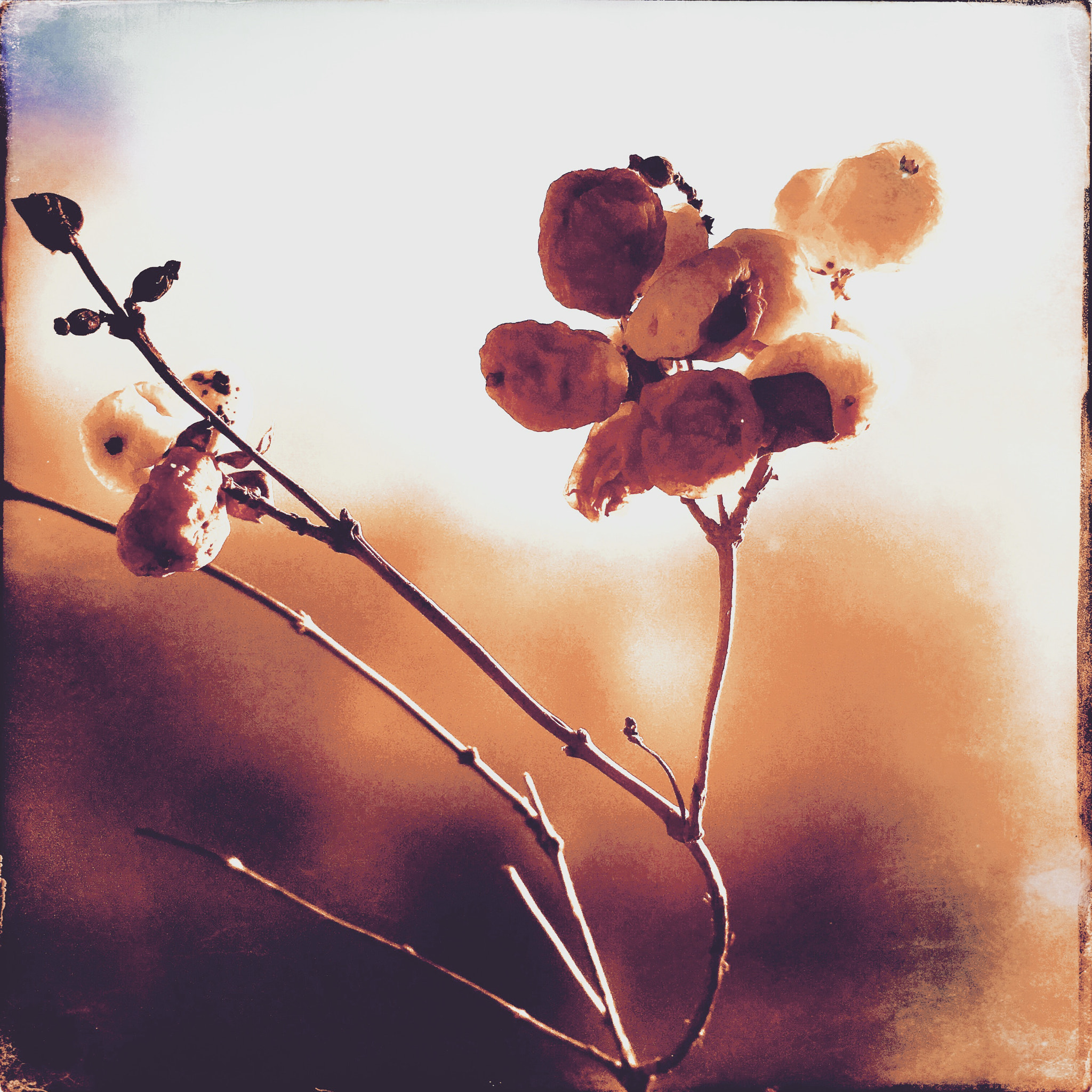 Hipstamatic 331 sample photo. Light photography