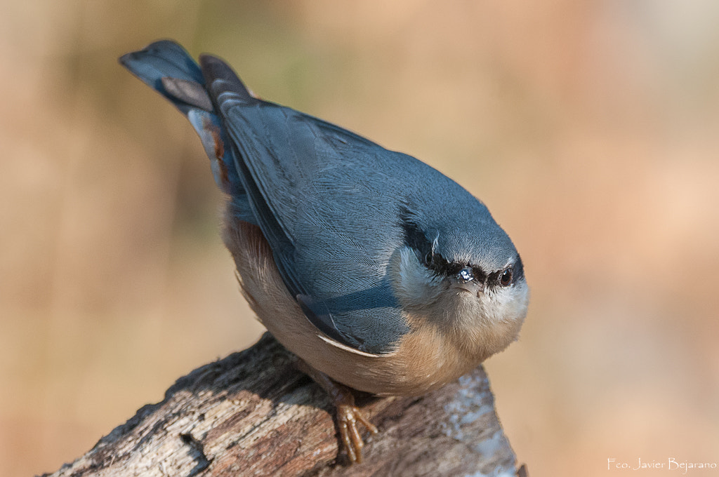 Sigma 150-600mm F5-6.3 DG OS HSM | C sample photo. Trepador azul photography