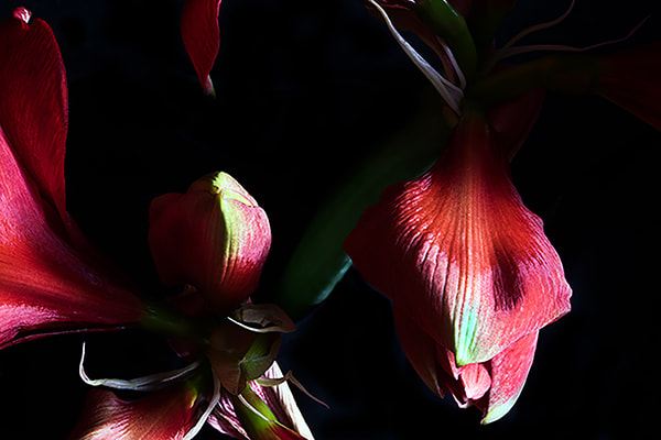 Nikon AF-S Micro-Nikkor 60mm F2.8G ED sample photo. Amarill (di ) jpg per sony photography