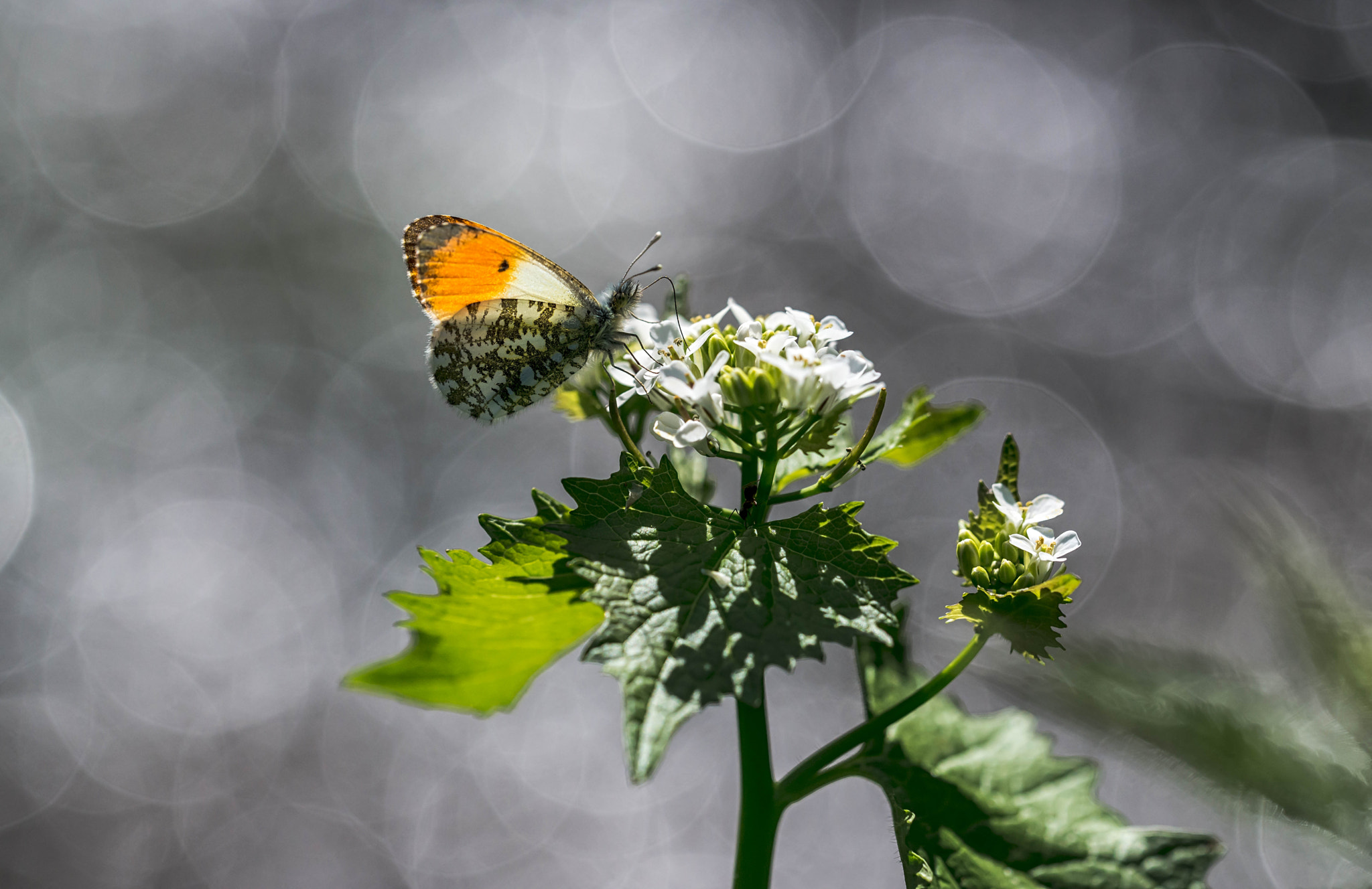 Nikon D800 + Sigma 150mm F2.8 EX DG OS Macro HSM sample photo. Aurore photography