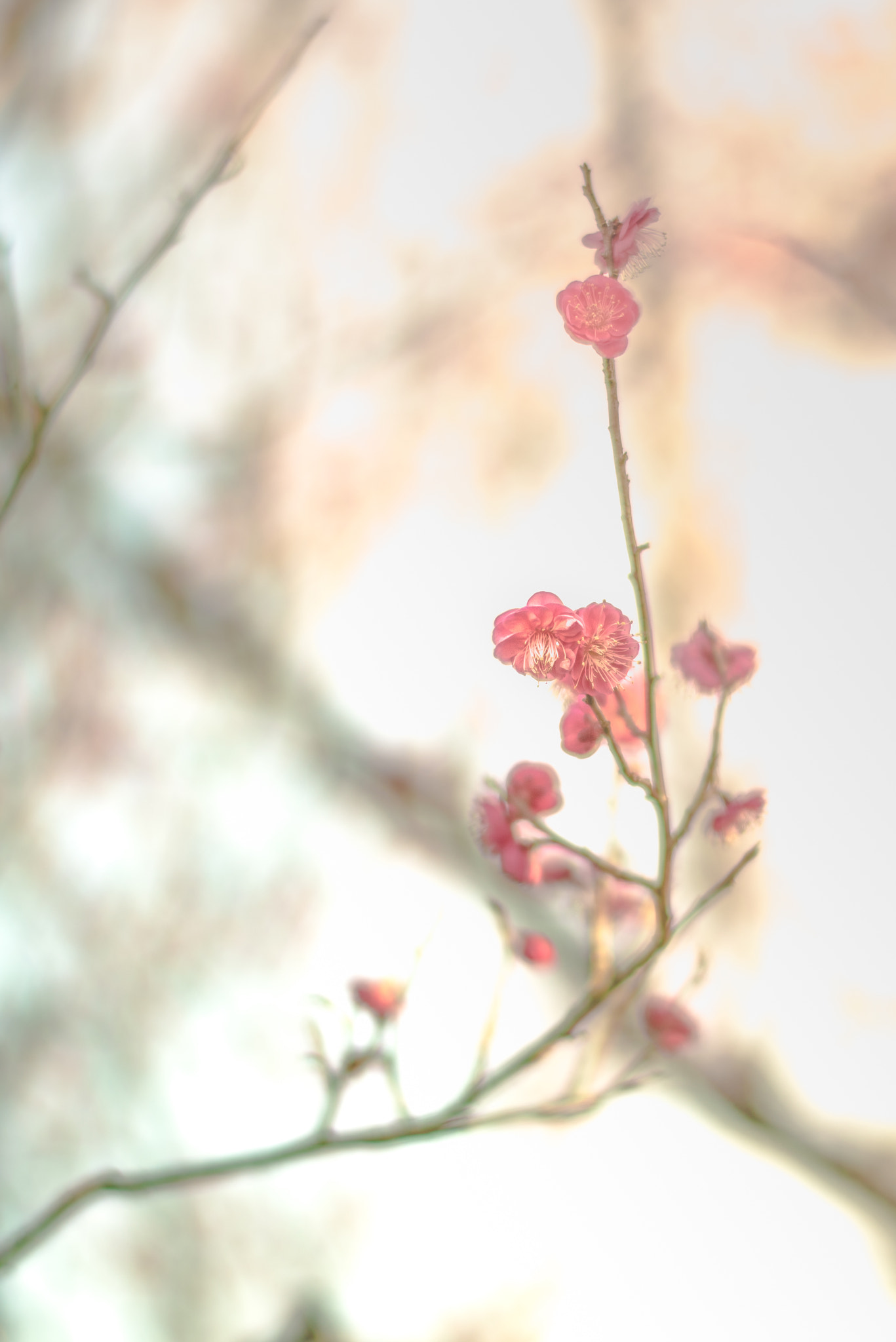 Nikon D750 + Nikon AF-S Nikkor 58mm F1.4G sample photo. Plum blossom photography