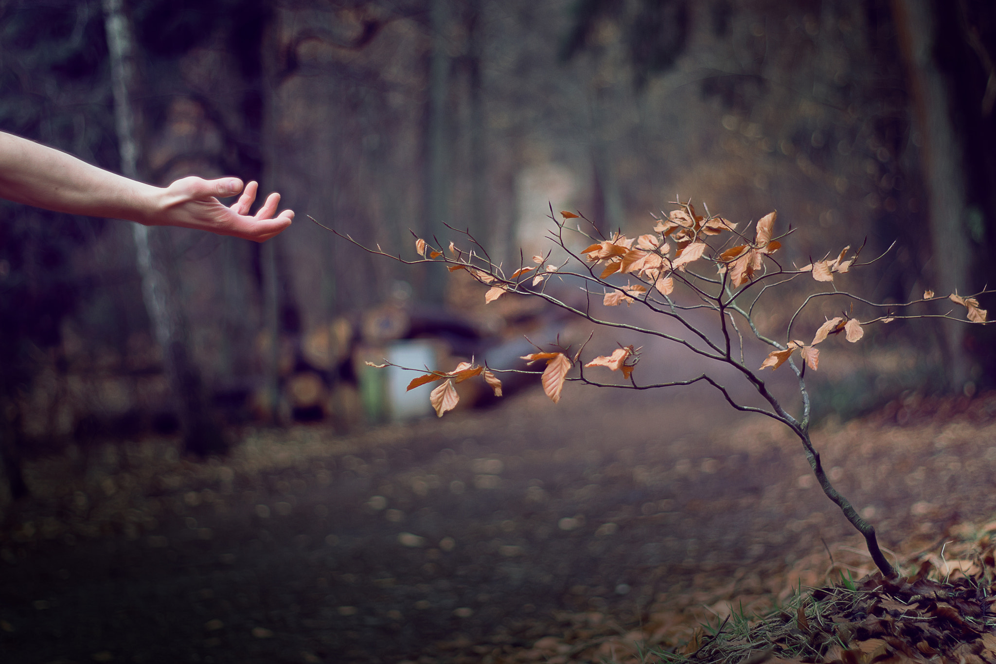 Canon EOS 700D (EOS Rebel T5i / EOS Kiss X7i) + Canon EF 50mm f/1.8 sample photo. Take my hand photography