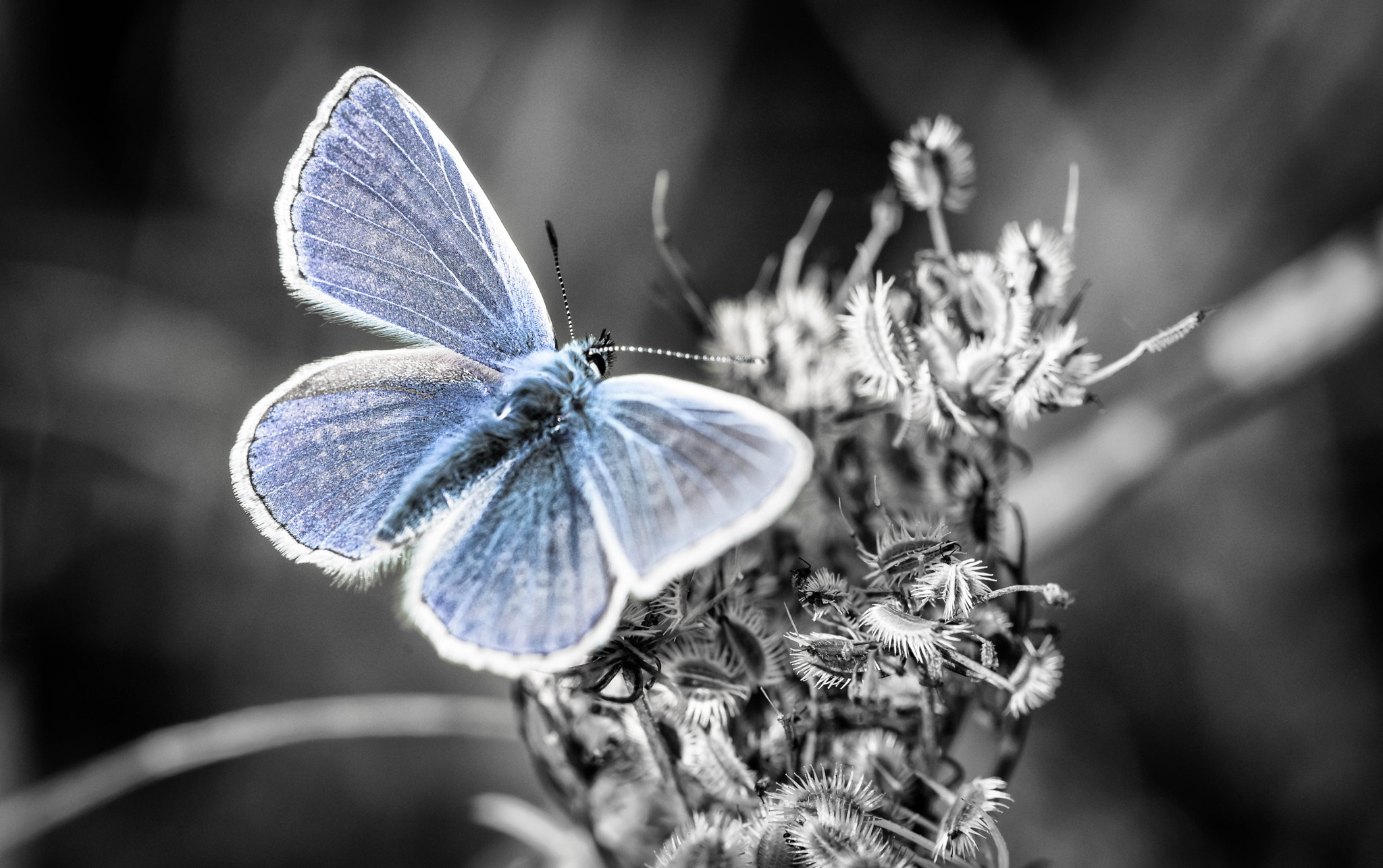 Sigma 150mm F2.8 EX DG OS Macro HSM sample photo. Bellargus photography