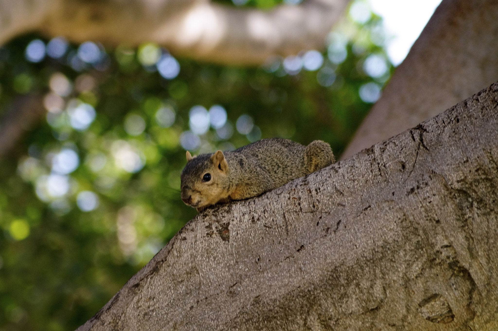 Sony SLT-A57 + Sony DT 55-200mm F4-5.6 SAM sample photo. Watching photography