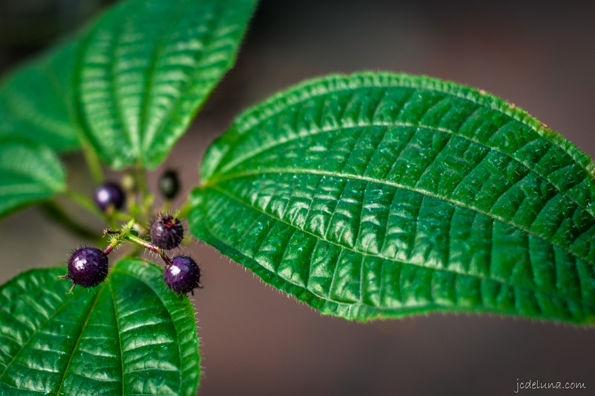 Canon EF 40mm F2.8 STM sample photo. Botanical gardens photography