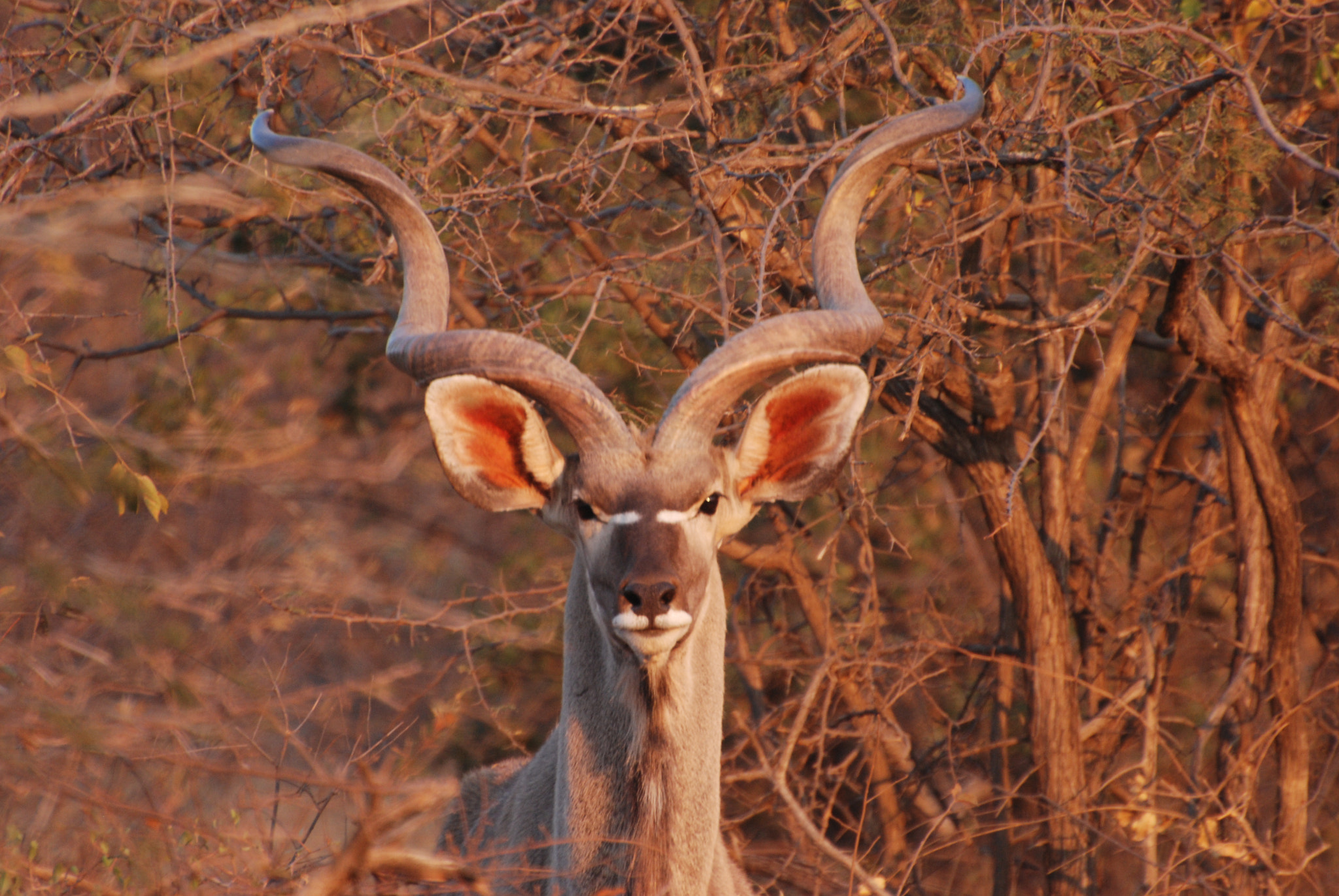 Nikon D80 sample photo. Greater kudu photography