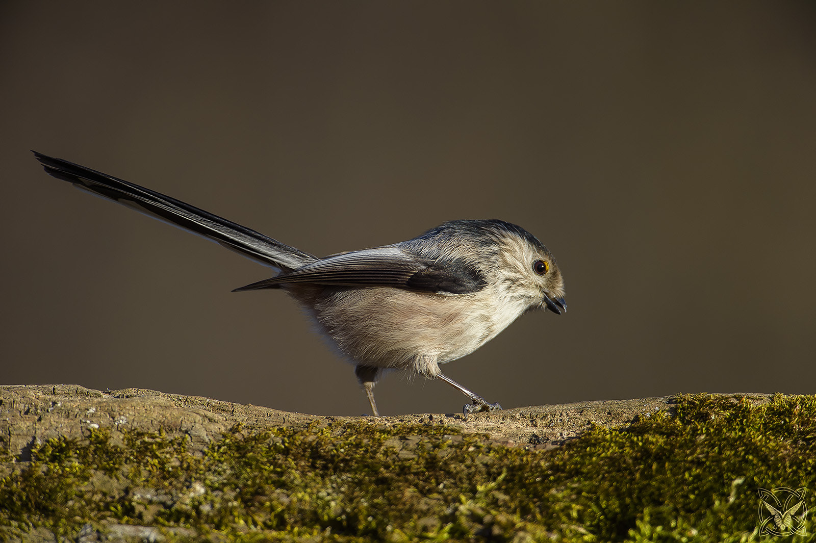 Nikon D4S + Nikon AF-S Nikkor 600mm F4G ED VR sample photo. Aegithalos caudatus - codibùgnolo - tupinet photography