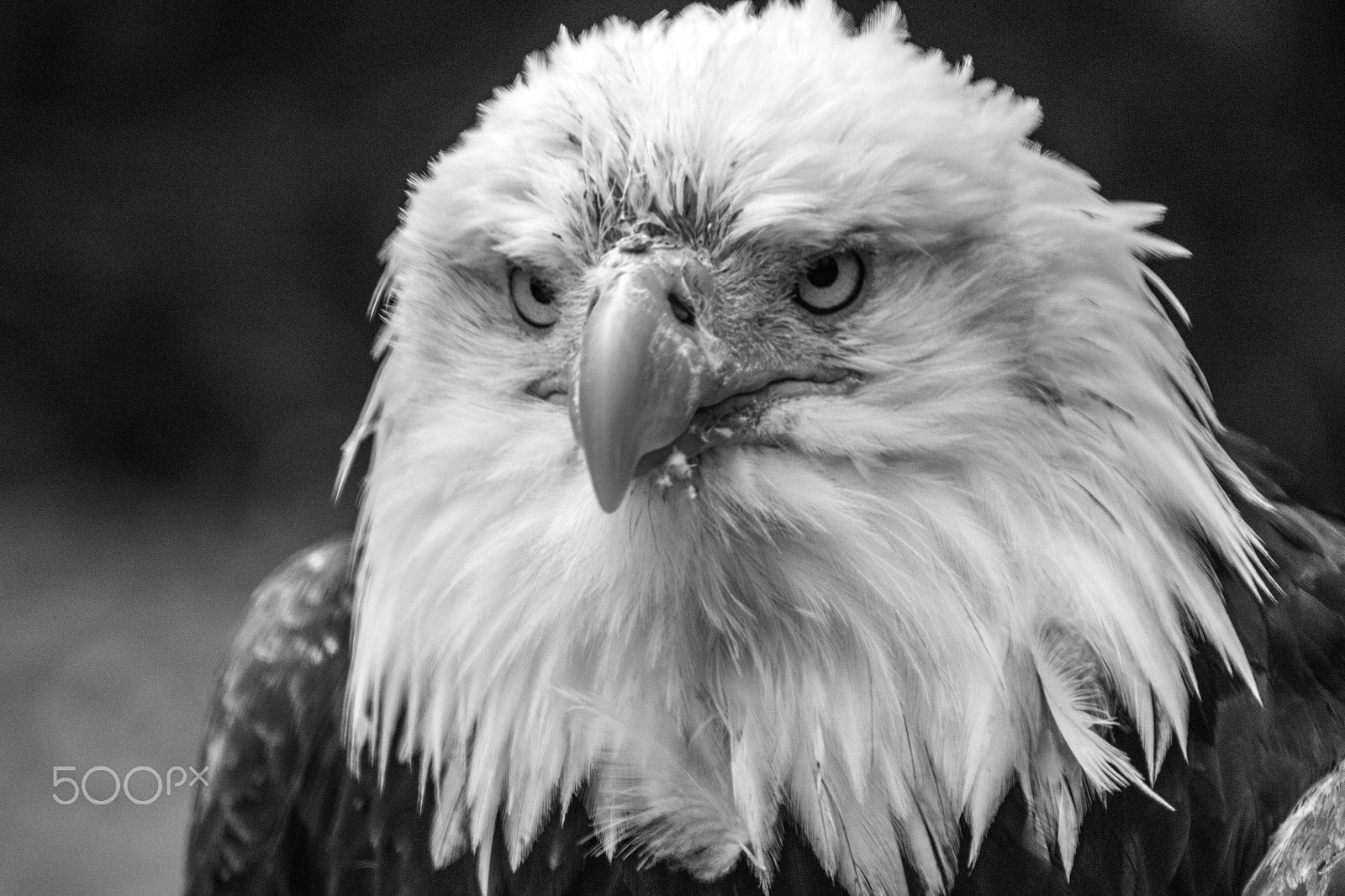 Canon EF 70-300mm F4-5.6 IS USM sample photo. Mr grumpy!! photography